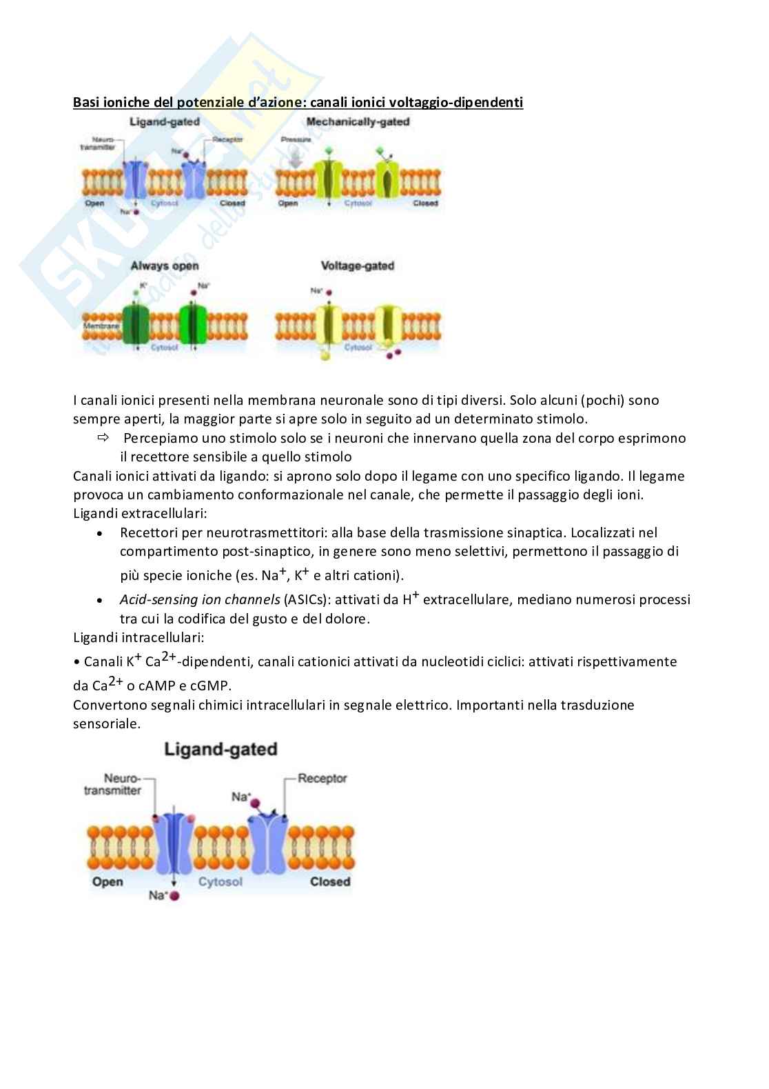 Appunti completi esame Neurofisiologia Pag. 31