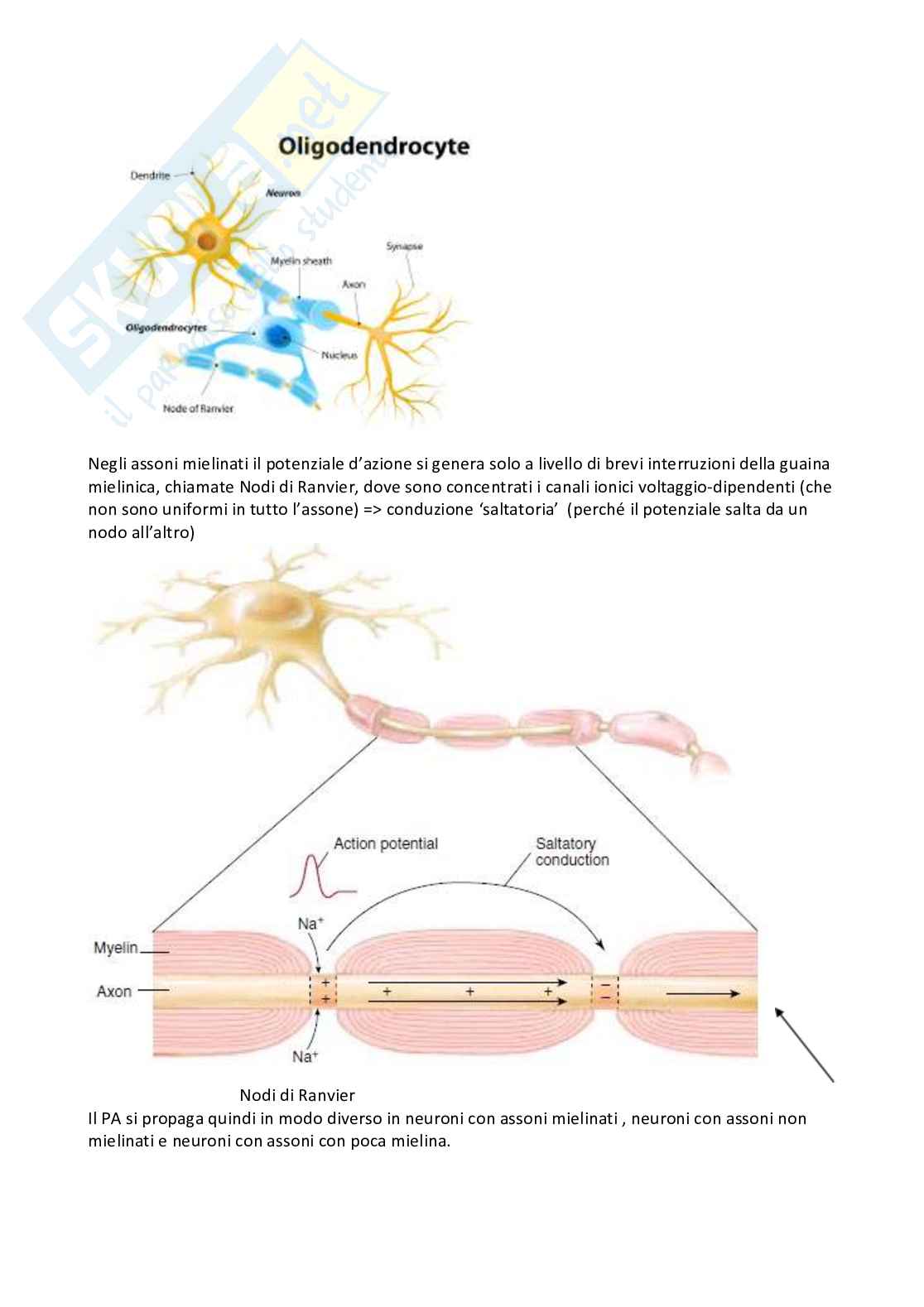 Appunti completi esame Neurofisiologia Pag. 41