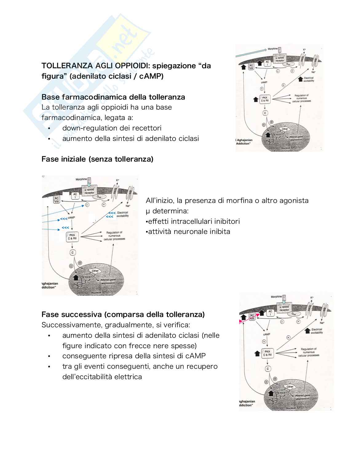 Farmacologia e tossicologia delle sostanze d’abuso Pag. 86
