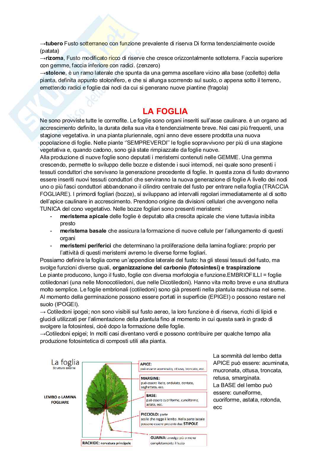 Tessuti ed organi vegetali Pag. 11