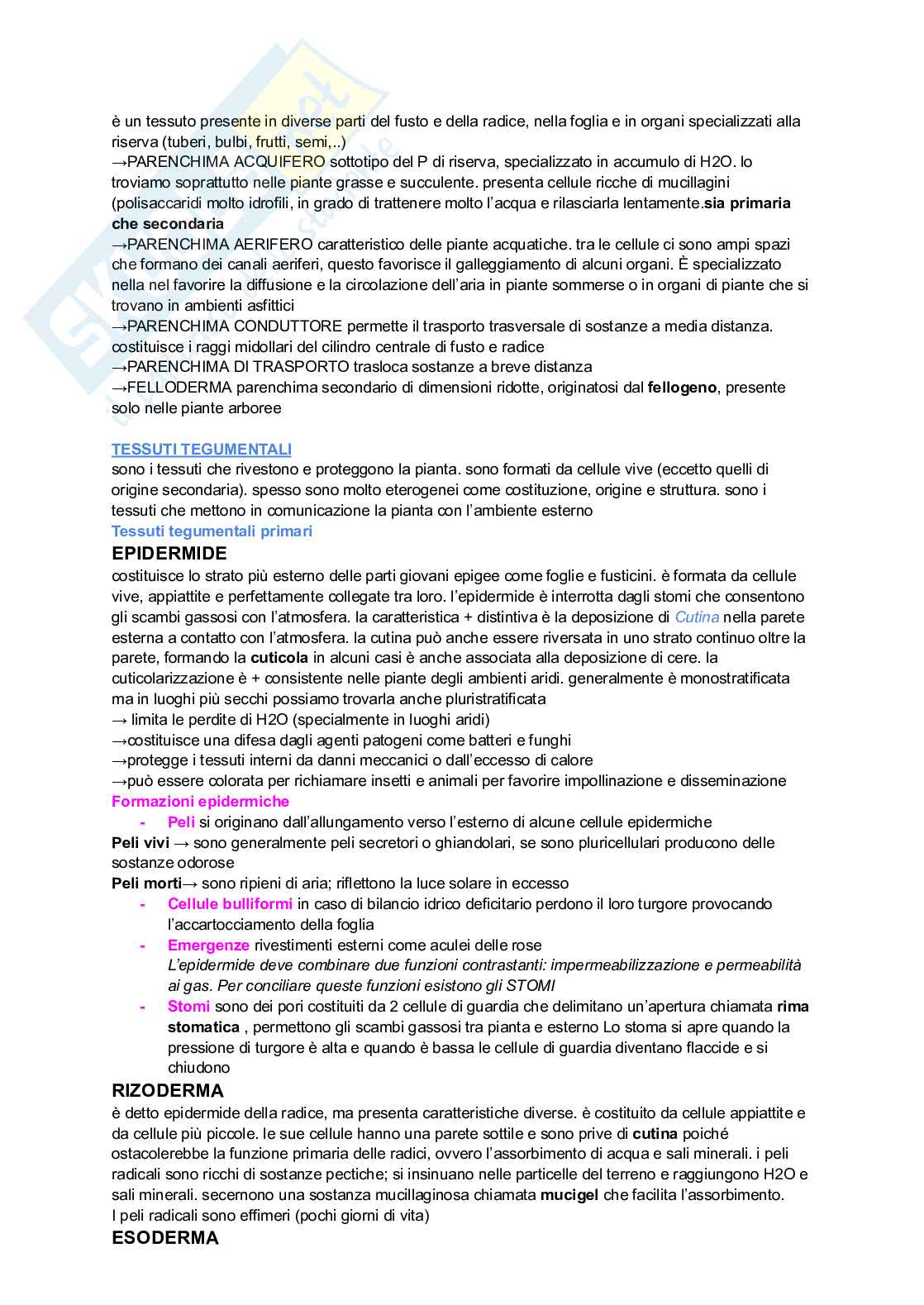 Tessuti ed organi vegetali Pag. 2