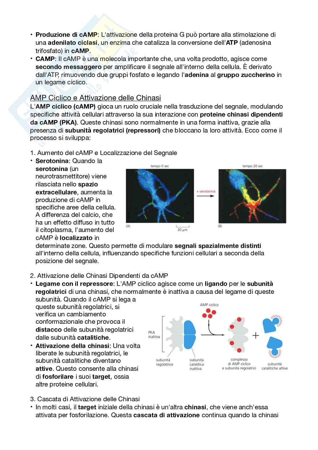 Biologi dello sviluppo e cellulare Pag. 26