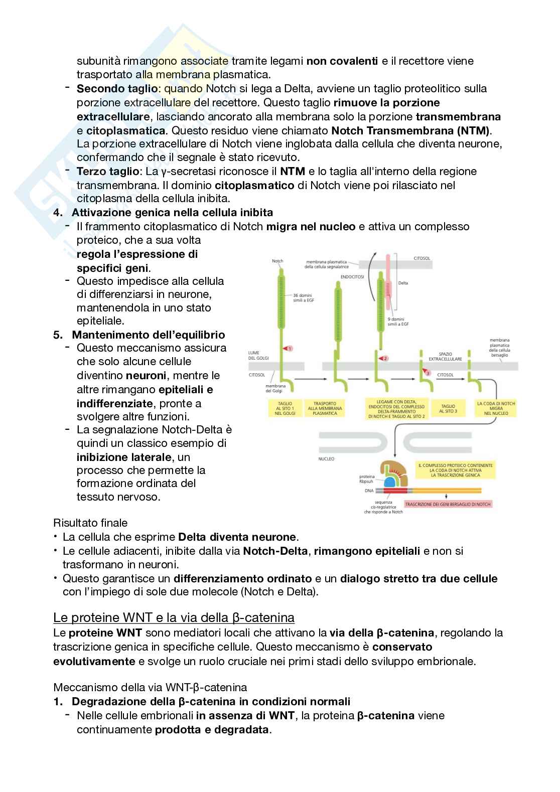 Biologi dello sviluppo e cellulare Pag. 31
