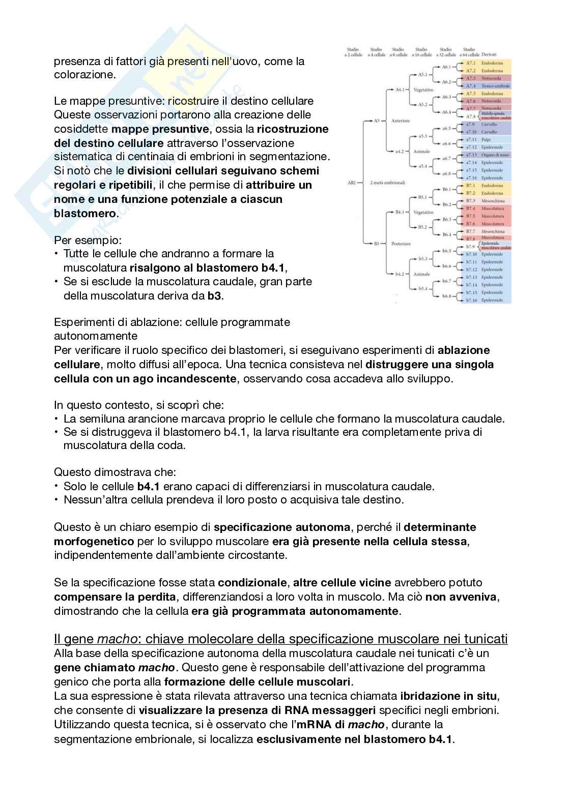 Biologi dello sviluppo e cellulare Pag. 51
