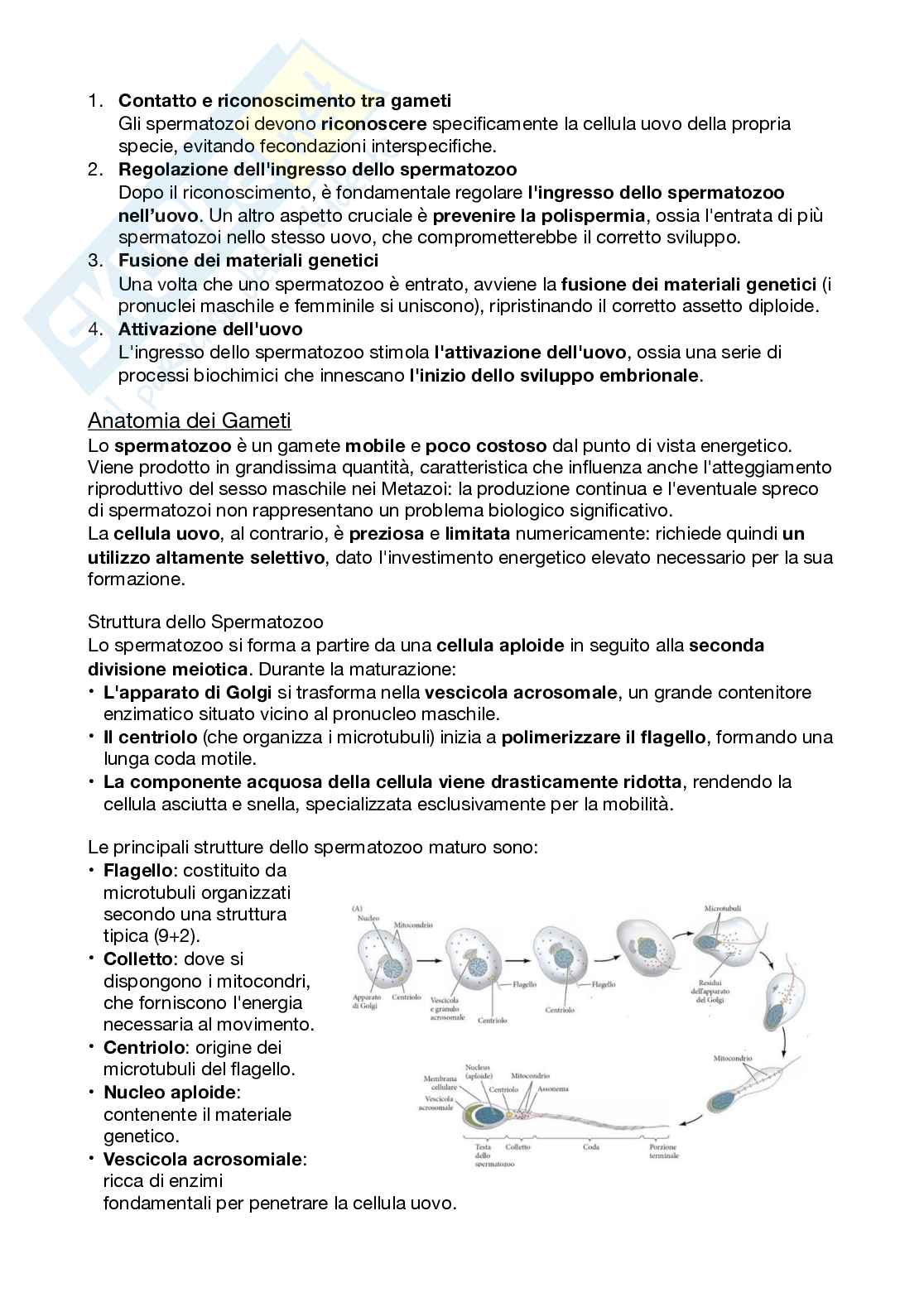 Biologi dello sviluppo e cellulare Pag. 71