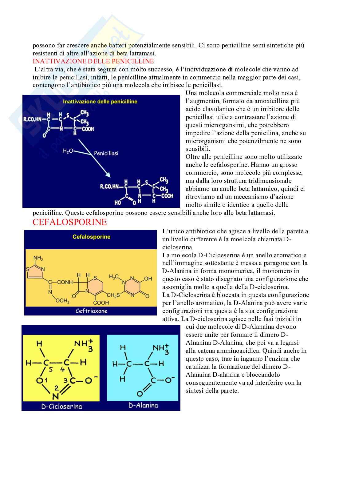 Microbiologia con laboratorio - lezione 15 Pag. 11