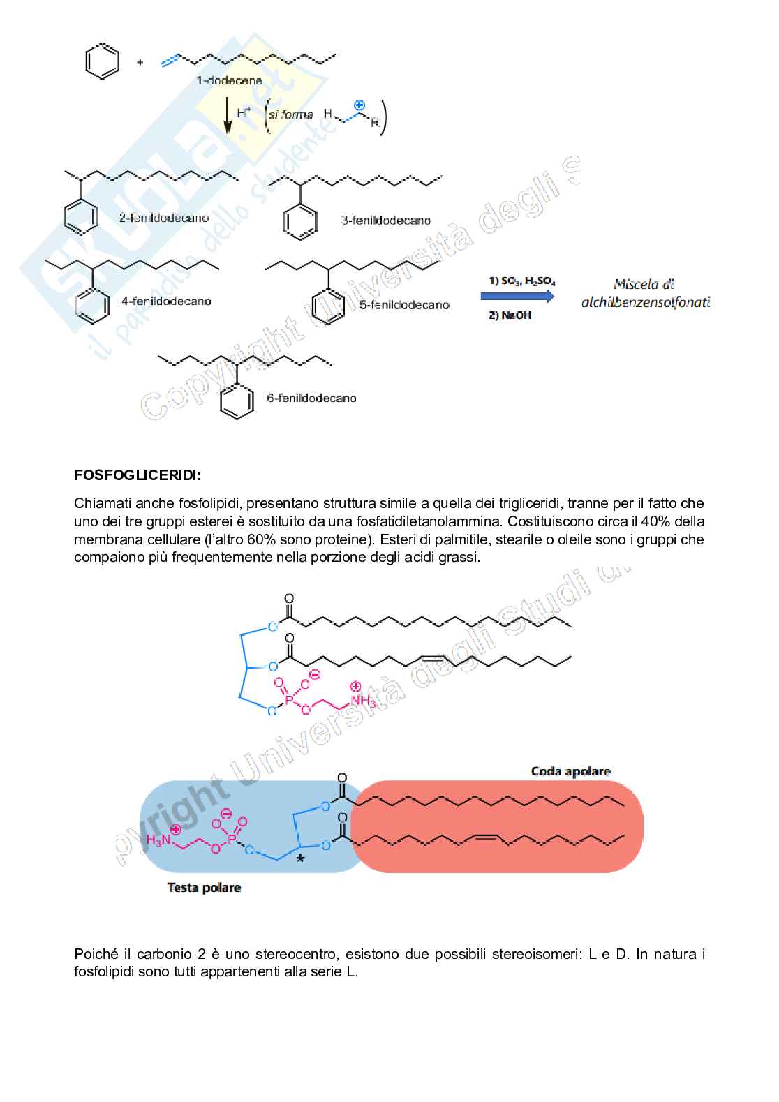 Appunti di Chimica organica sui lipidi Pag. 6