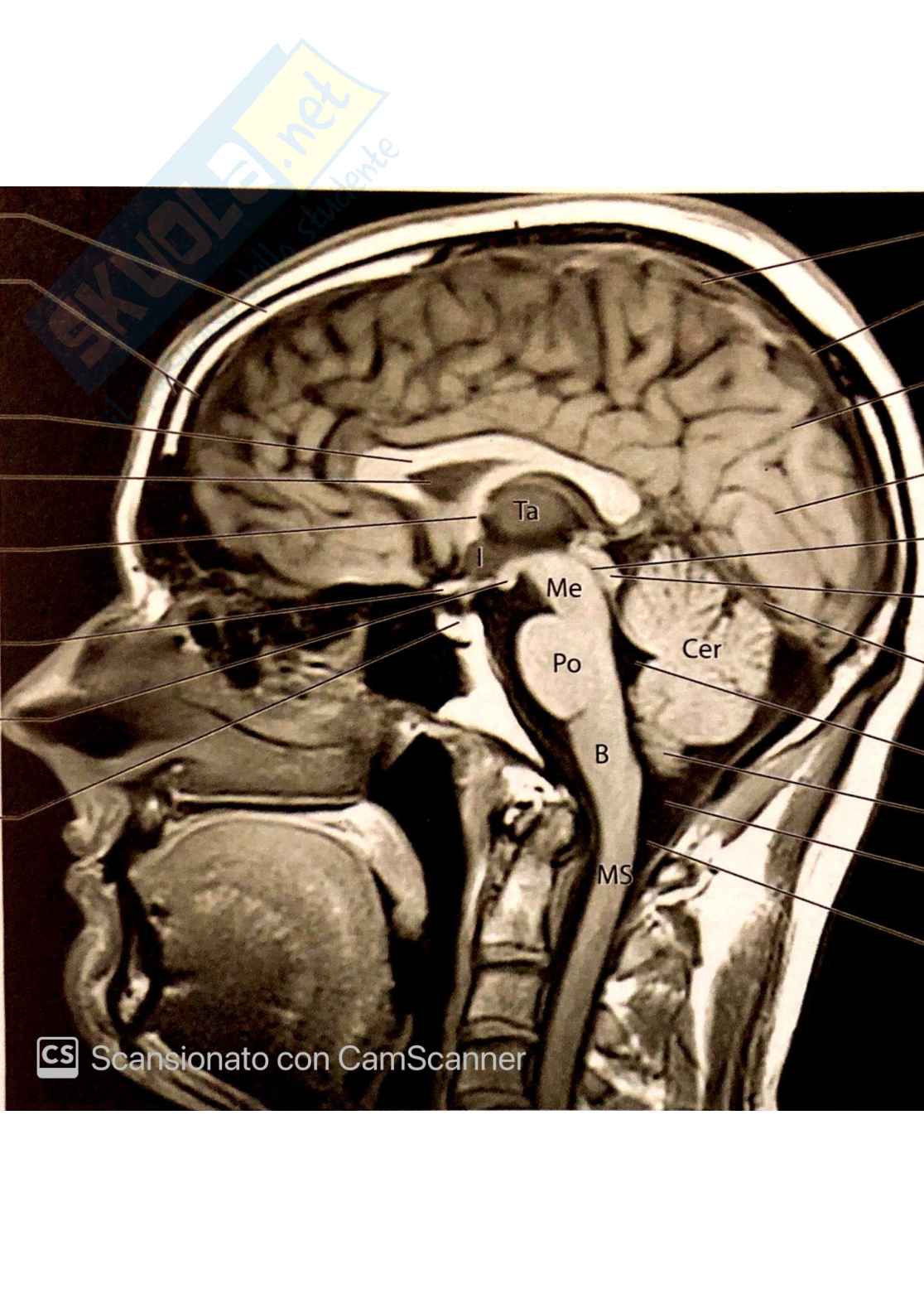 fondamenti neurobiologici e genetici Pag. 66