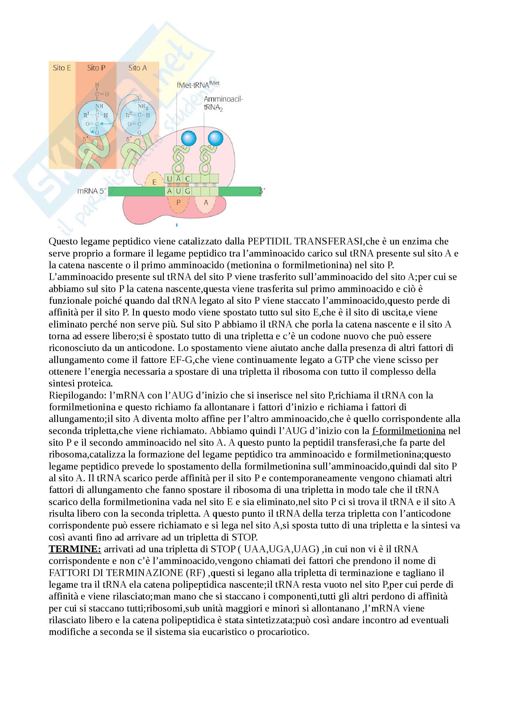 Biochimica - Appunti Pag. 51