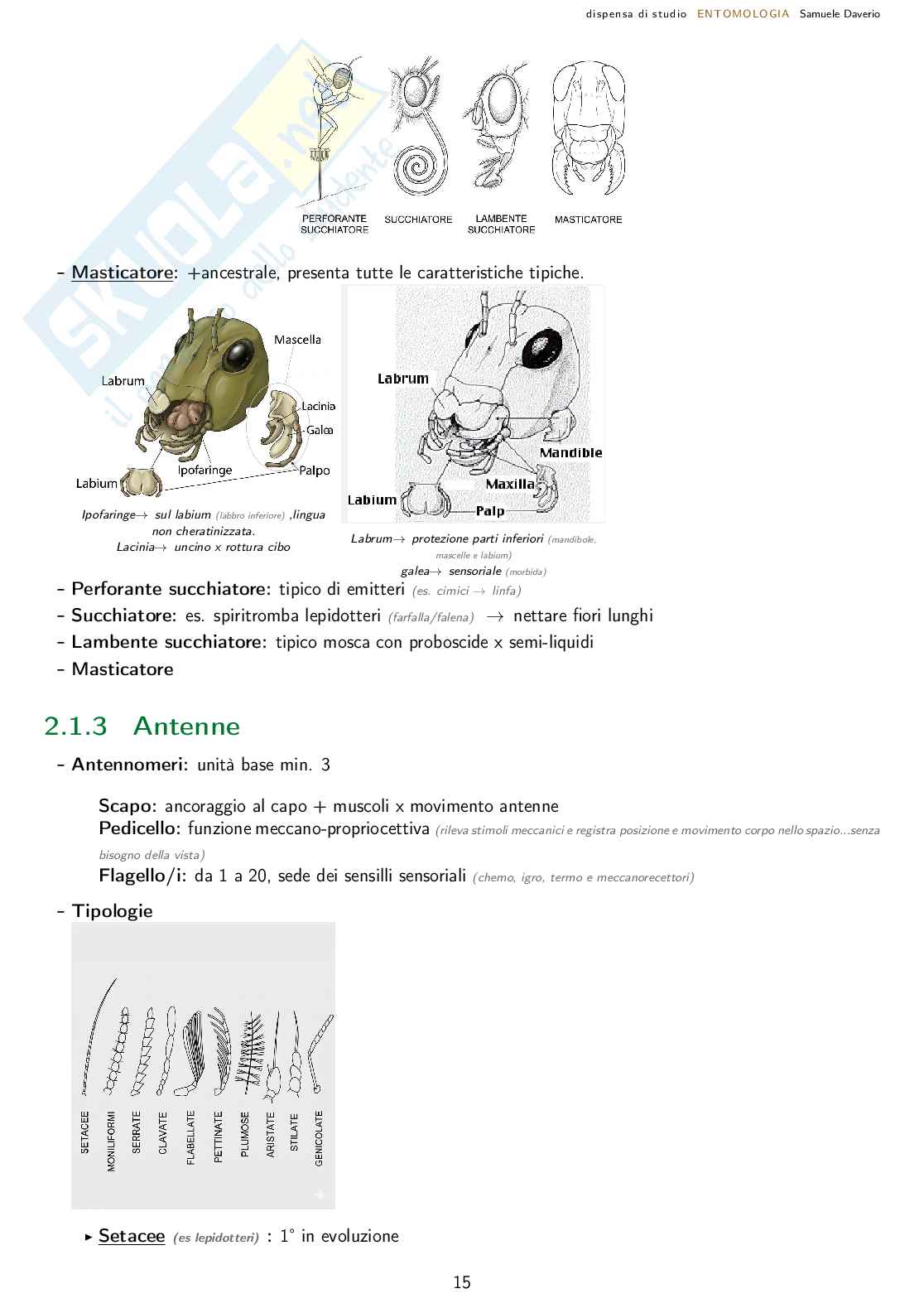Entomologia agraria - corso completo Pag. 16