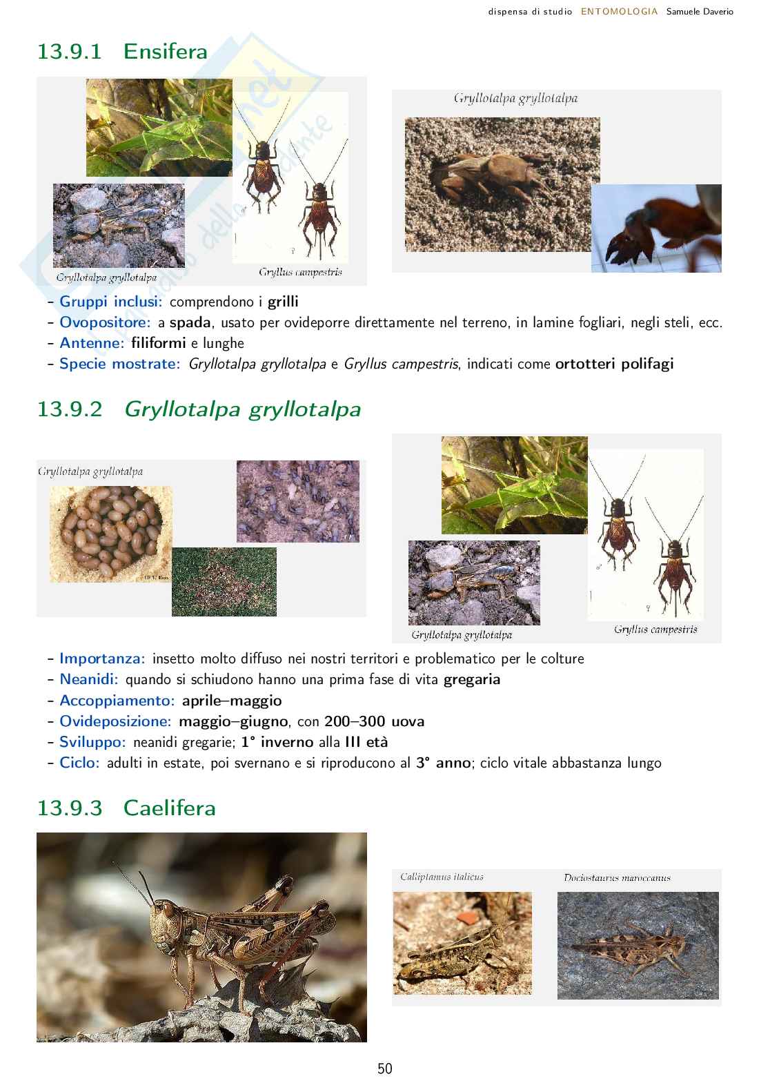 Entomologia agraria - corso completo Pag. 51