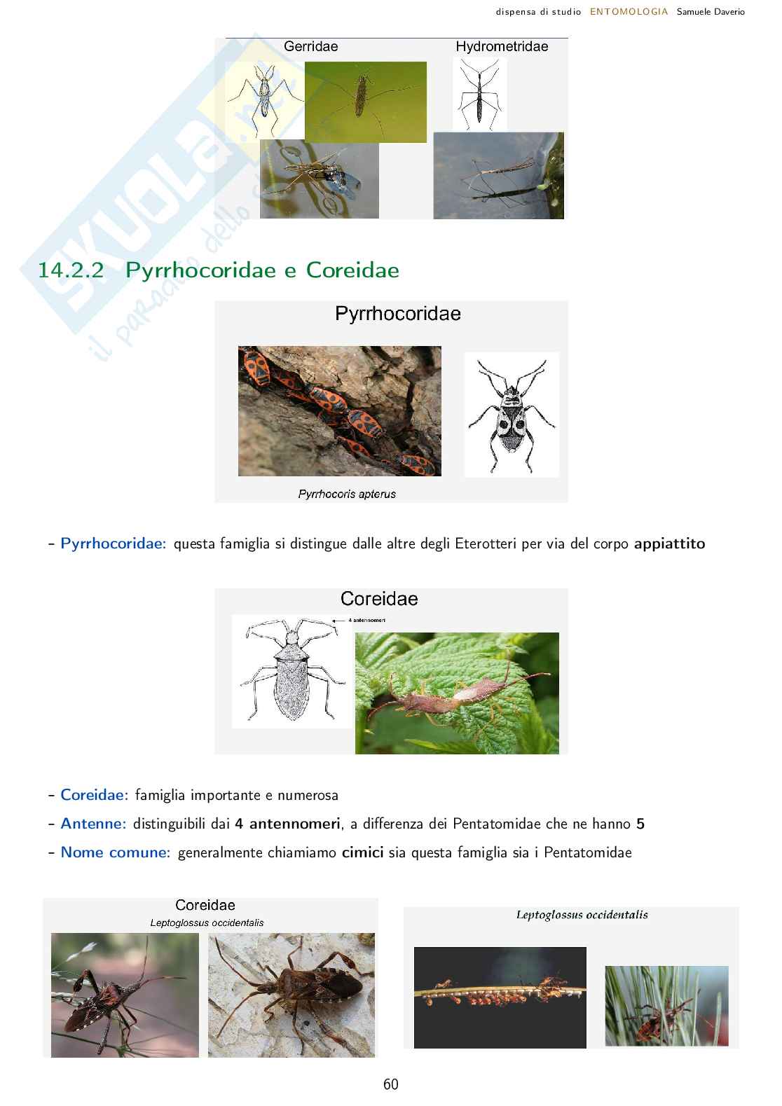 Entomologia agraria - corso completo Pag. 61