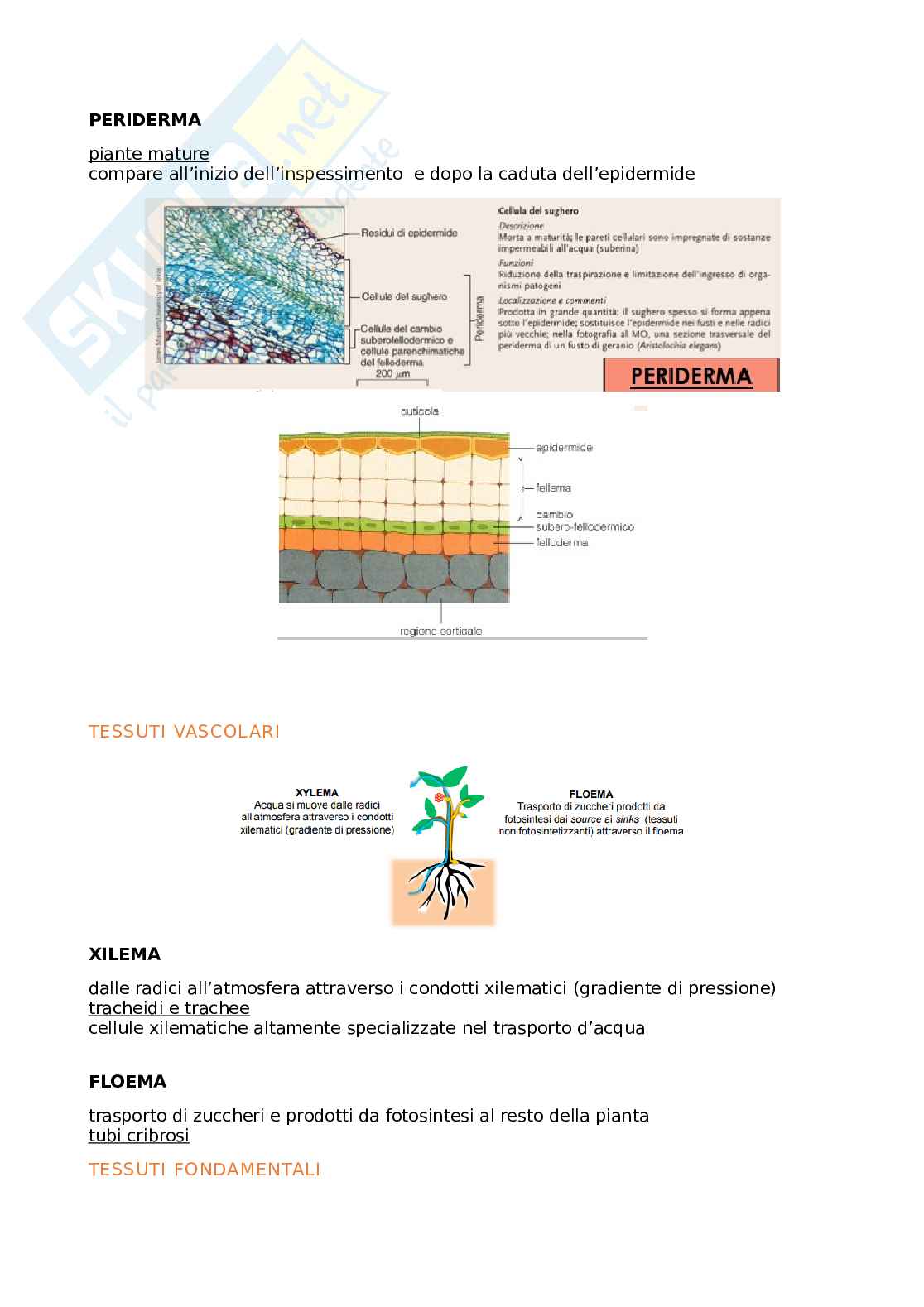 Appunti biologia generale Pag. 6