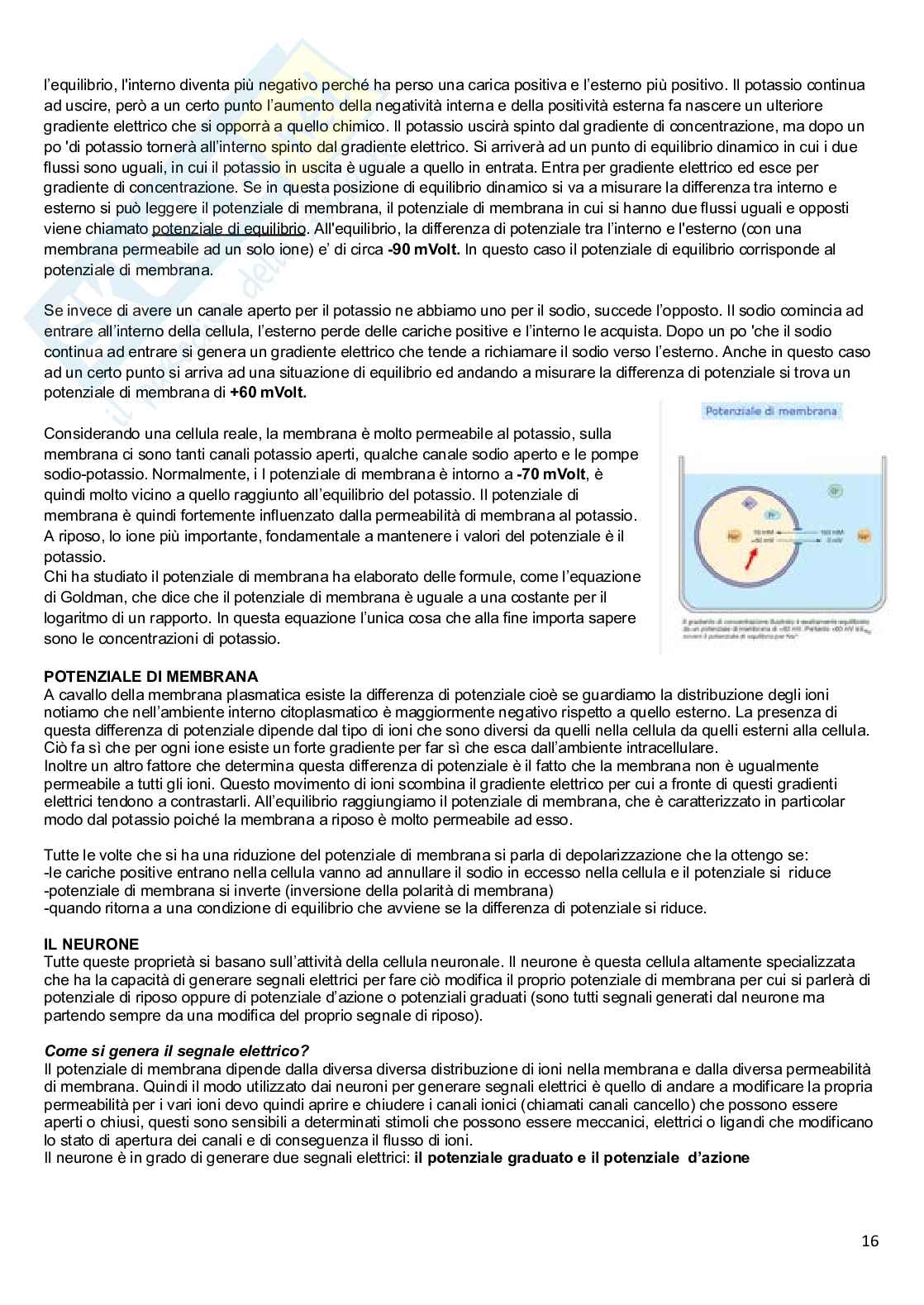 Appunti di Fisiologia  Pag. 16