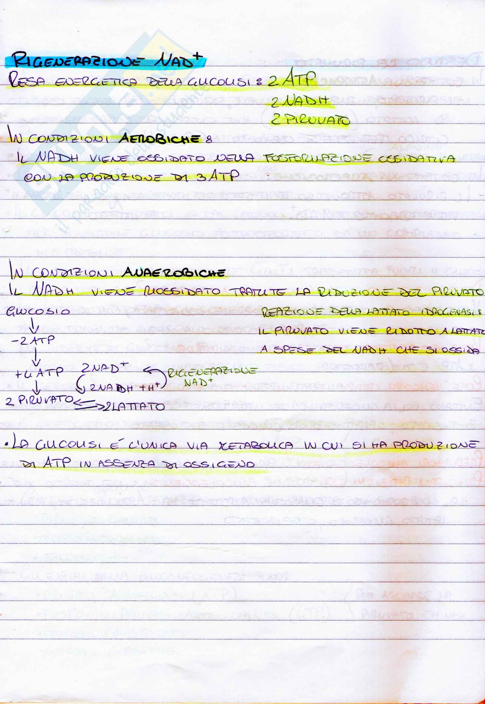 Riassunto esame Biochimica generale e umana, prof. Sabatini, libro consigliato Introduzione alla biochimica di Lehninger Pag. 31