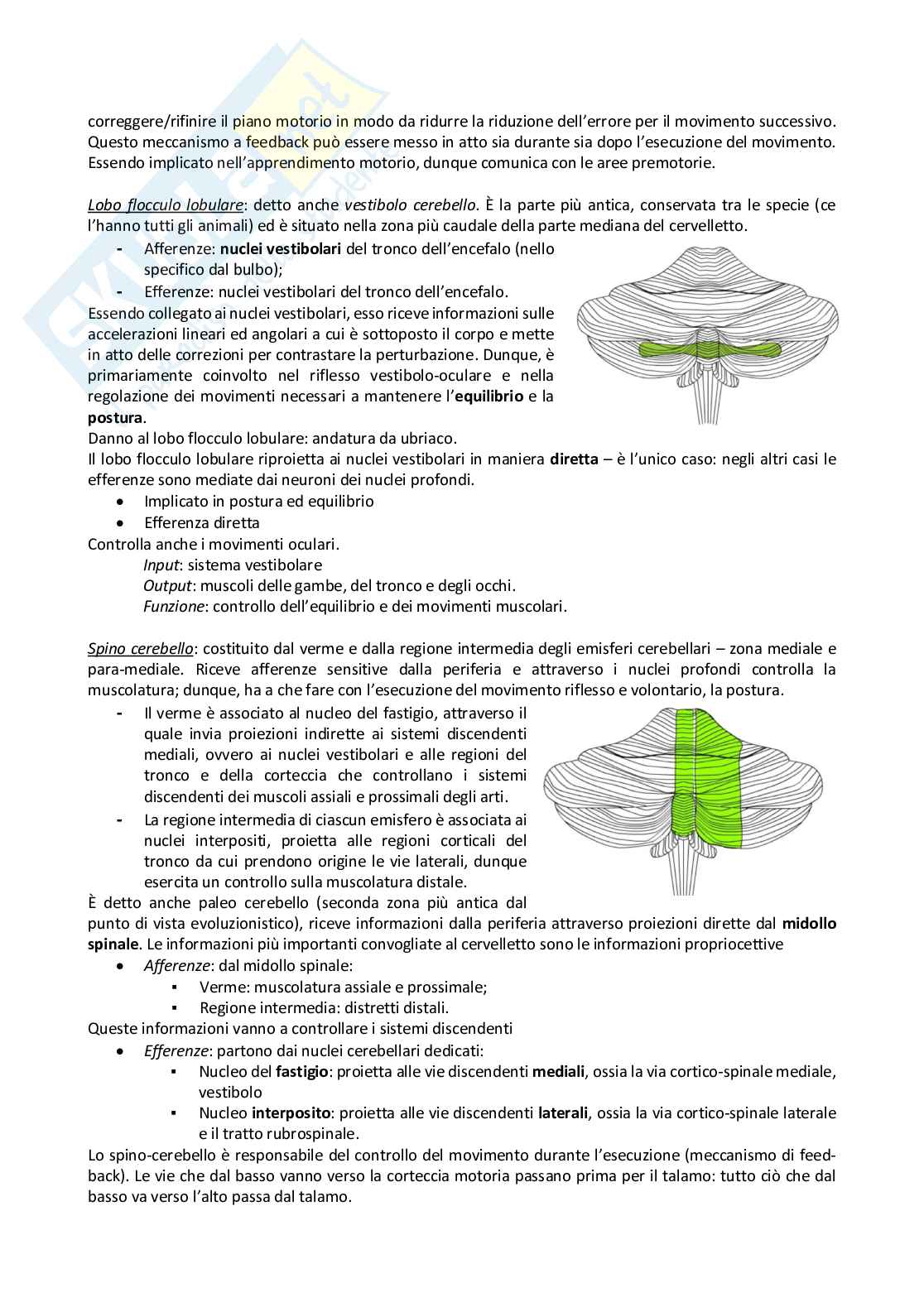 Appunti sul cervelletto - Fisiologia umana Pag. 2