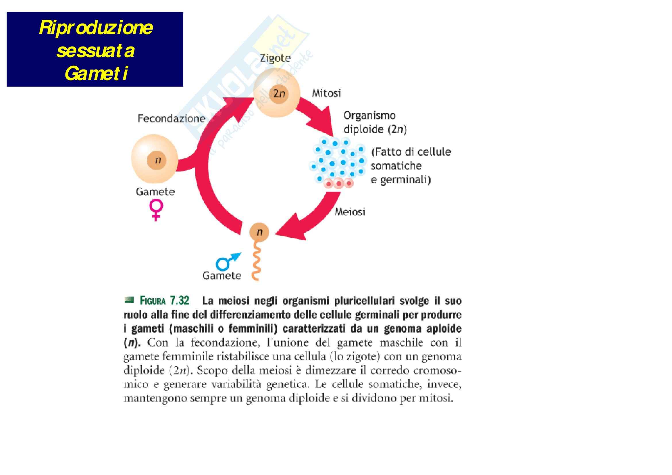Biologia – Lezione 9 - Slides Pag. 2
