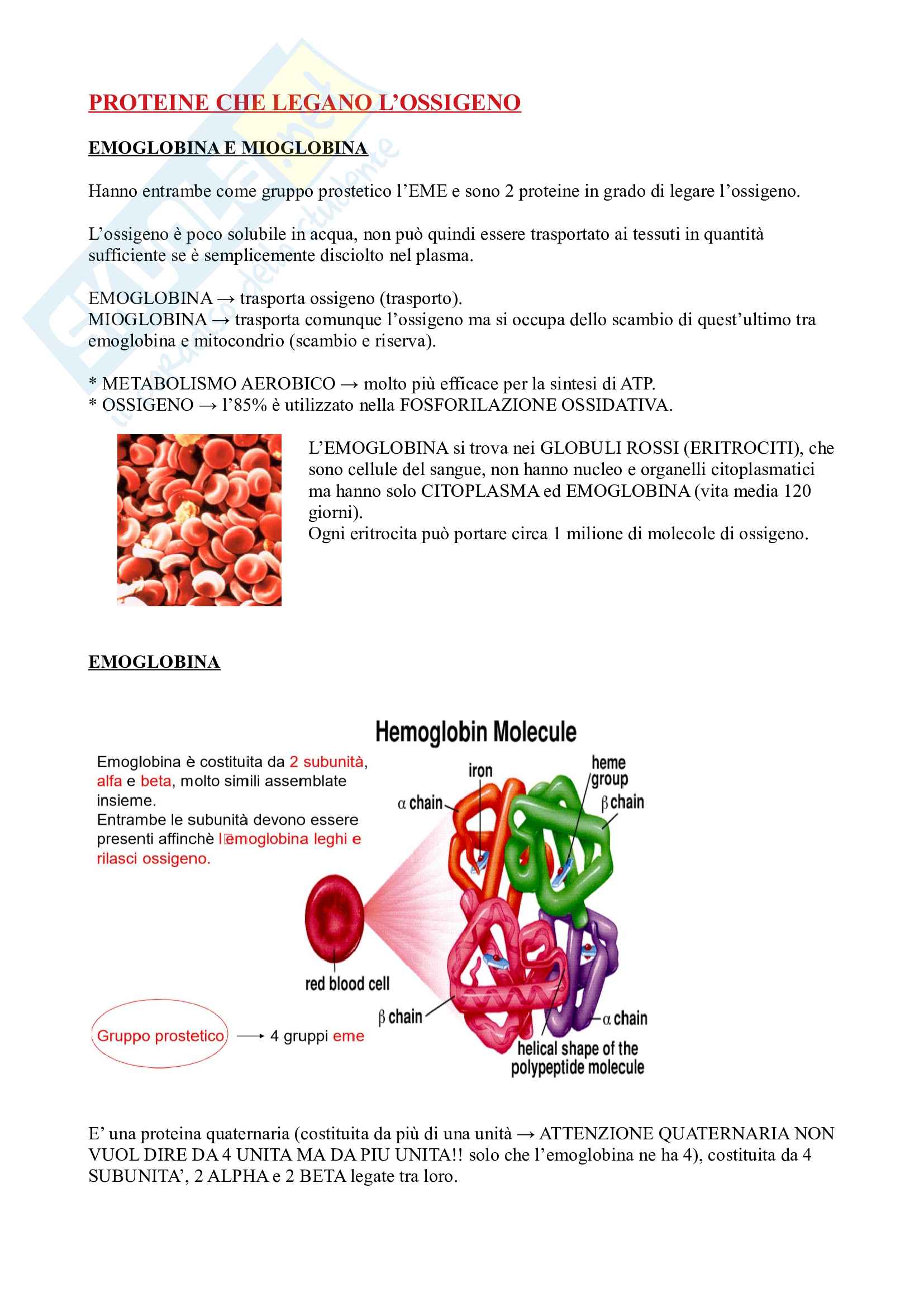Biochimica: emoglobina e mioglobina Pag. 1