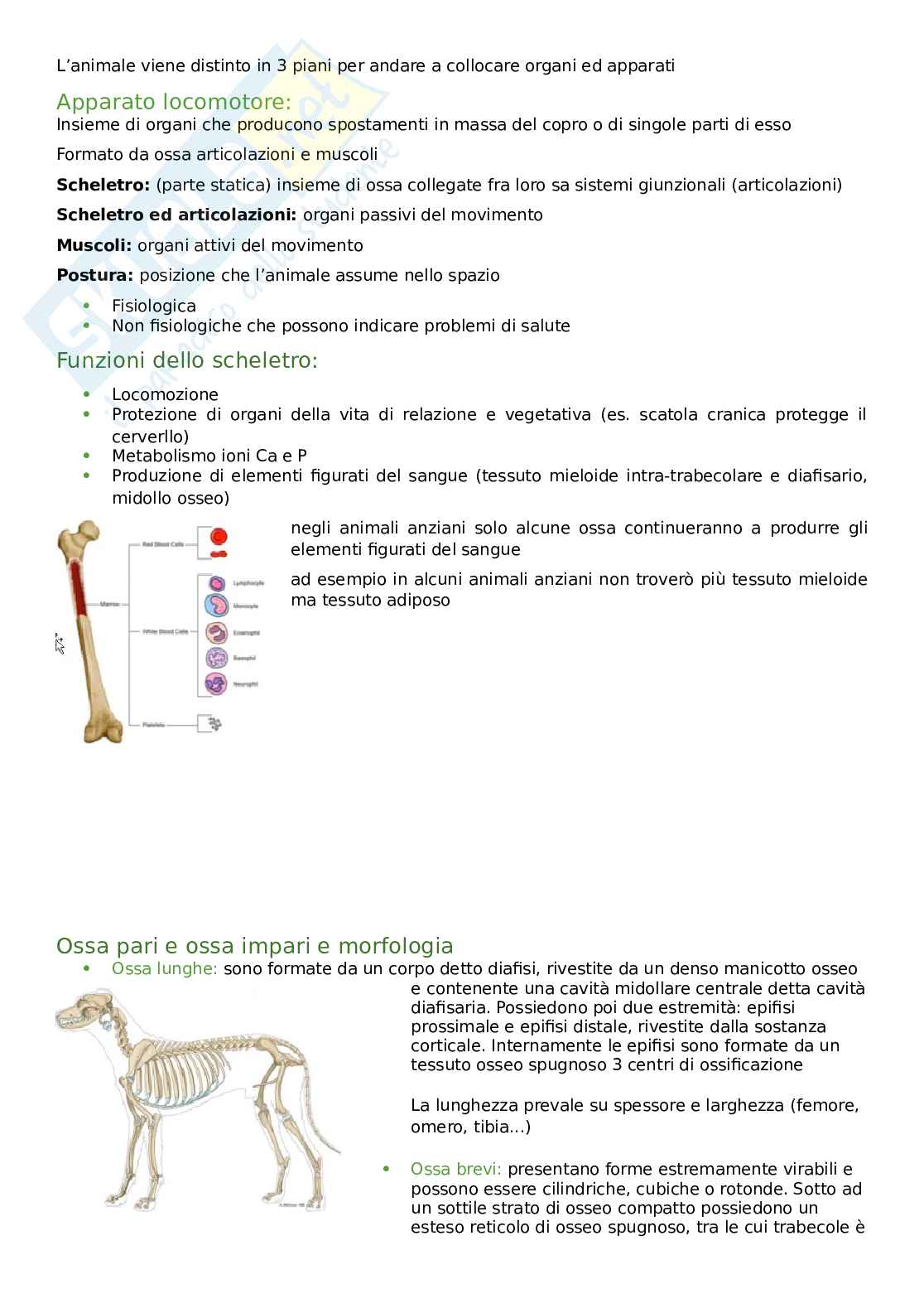 anatomia e morfologia degli animali da compagnia Pag. 2