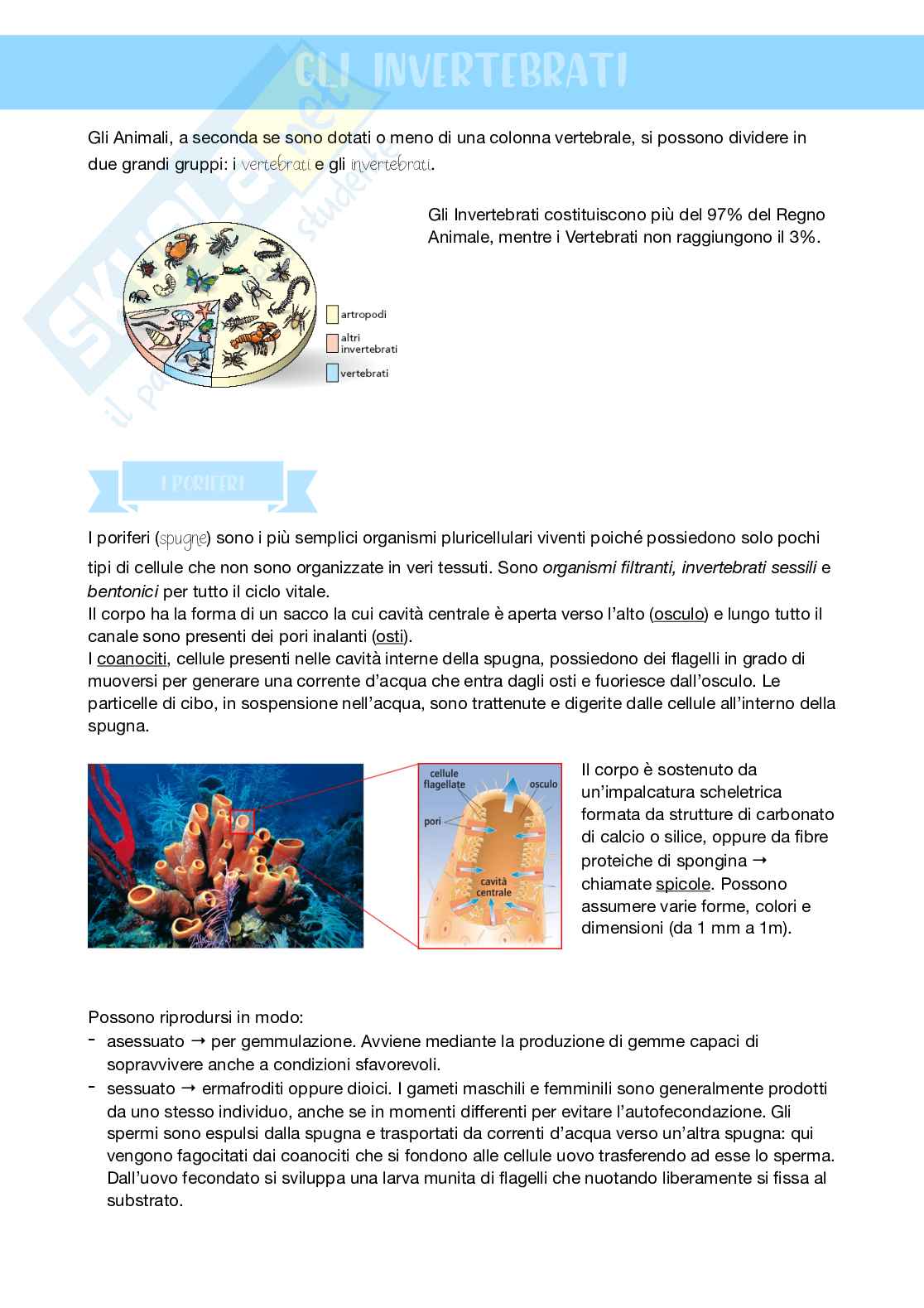 Zoologia 2 Pag. 21