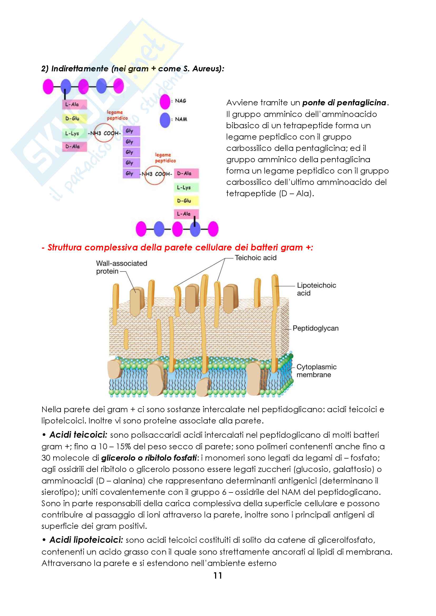 Microbiologia Pag. 11
