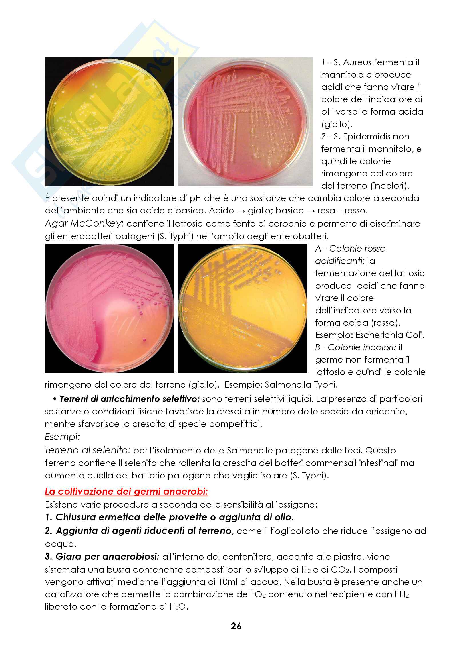 Microbiologia Pag. 26