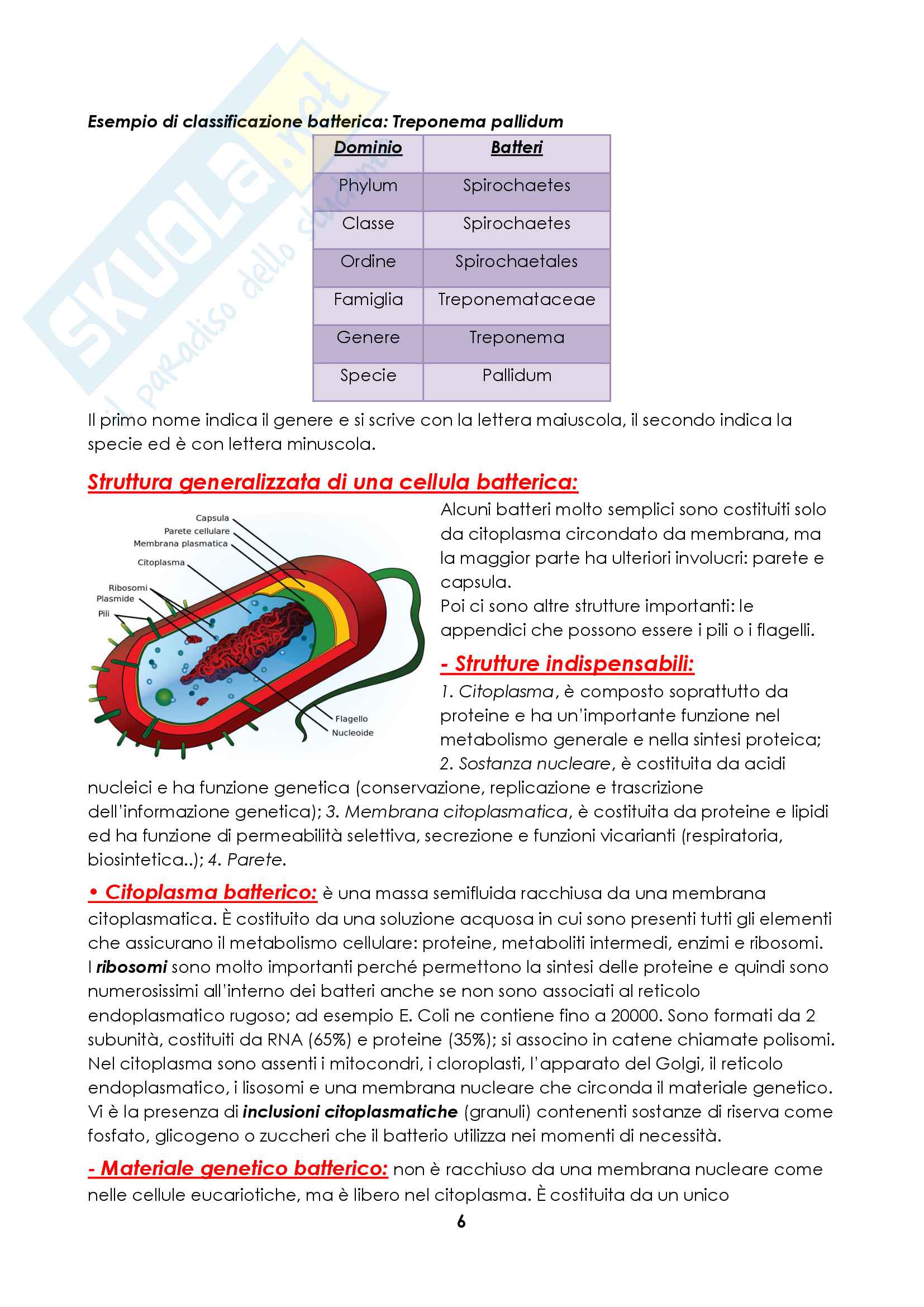 Microbiologia Pag. 6