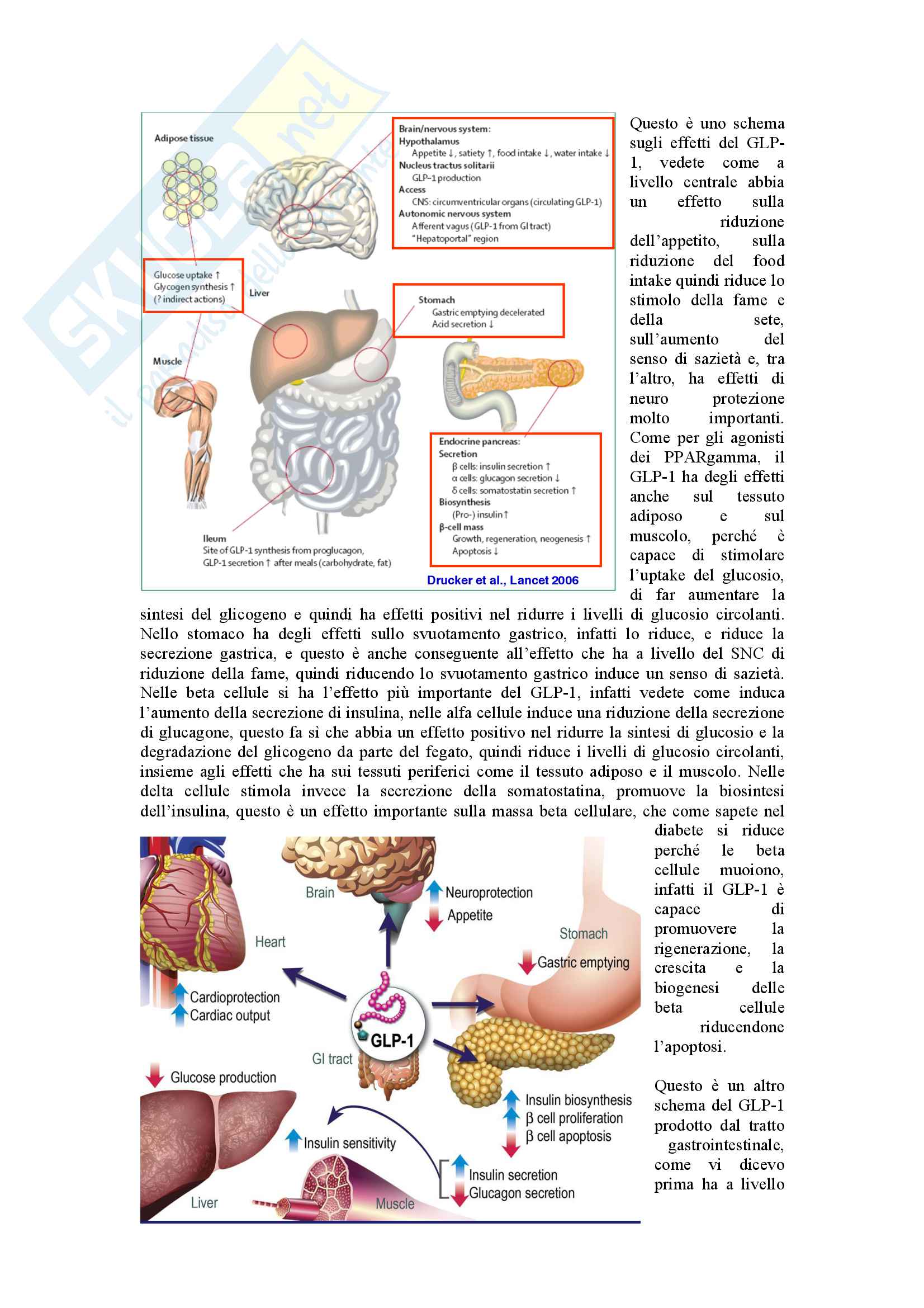 Endocrinologia Granata parte 1 Pag. 46