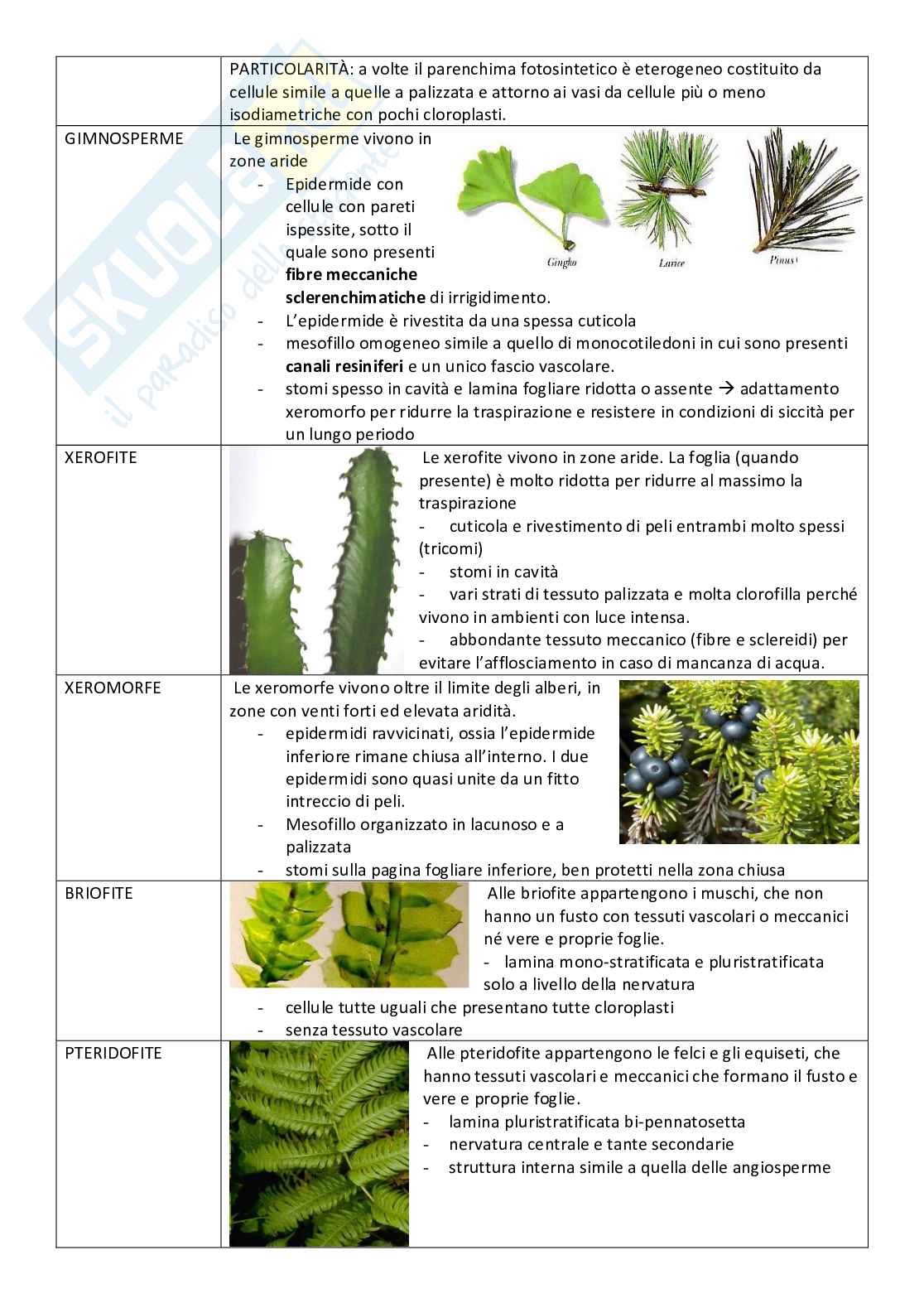 Riassunto esame Biologia vegetale e botanica farmaceutica, Prof. Pinna Christian, libro consigliato Botanica farmaceutica, Elena Maugini Pag. 2