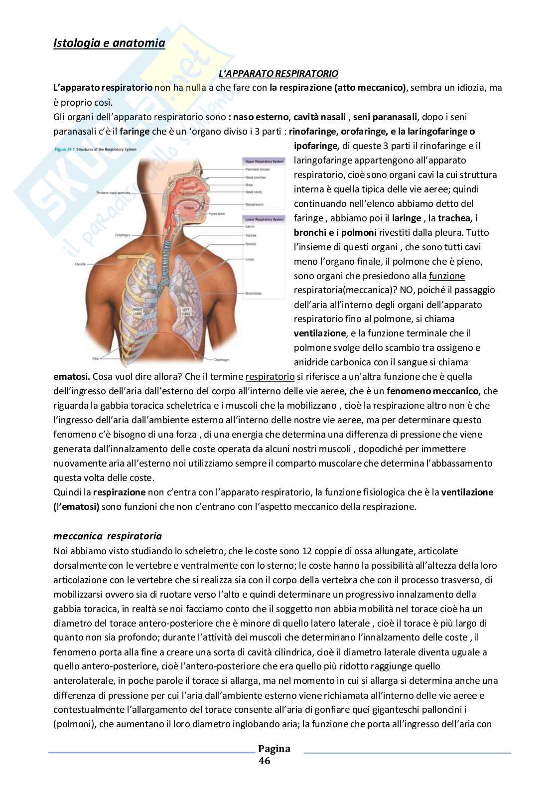 Anatomia umana Pag. 46