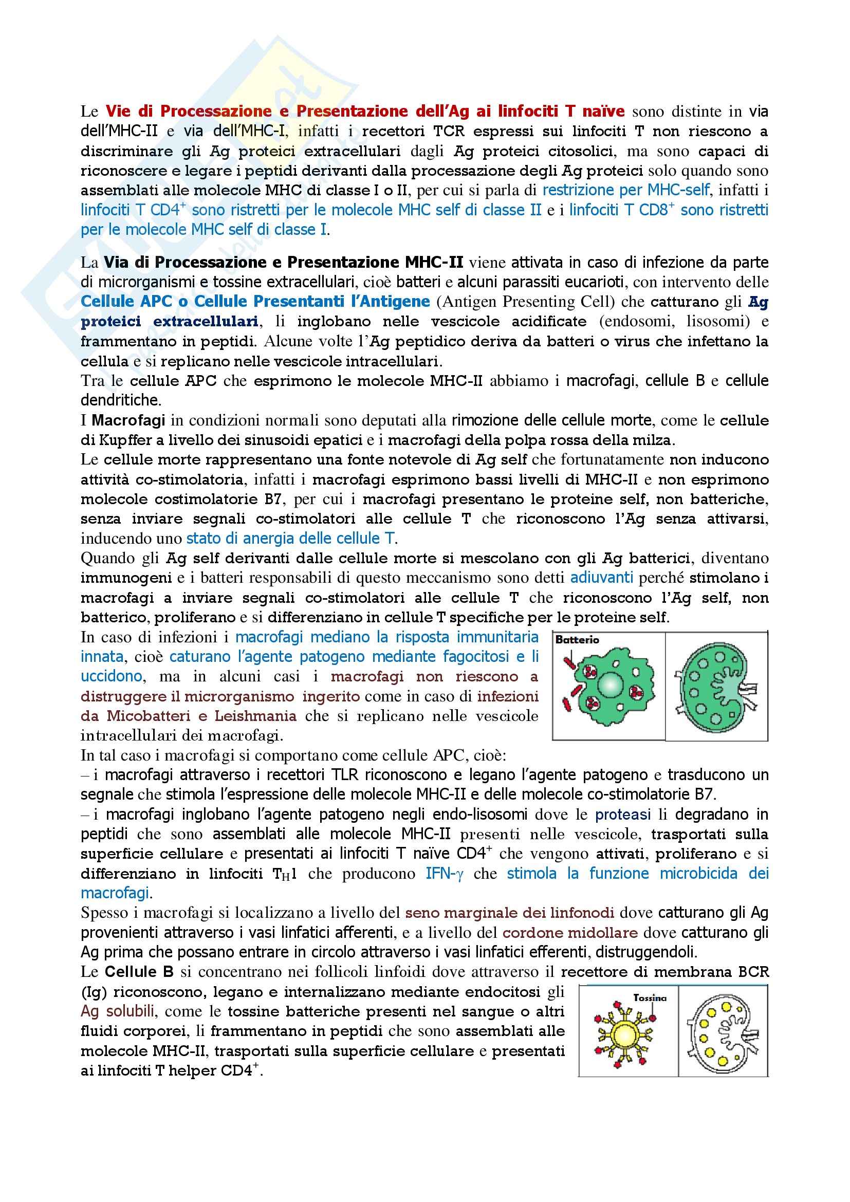 Immunologia - vie di processazione e presentazione degli Ag Pag. 1