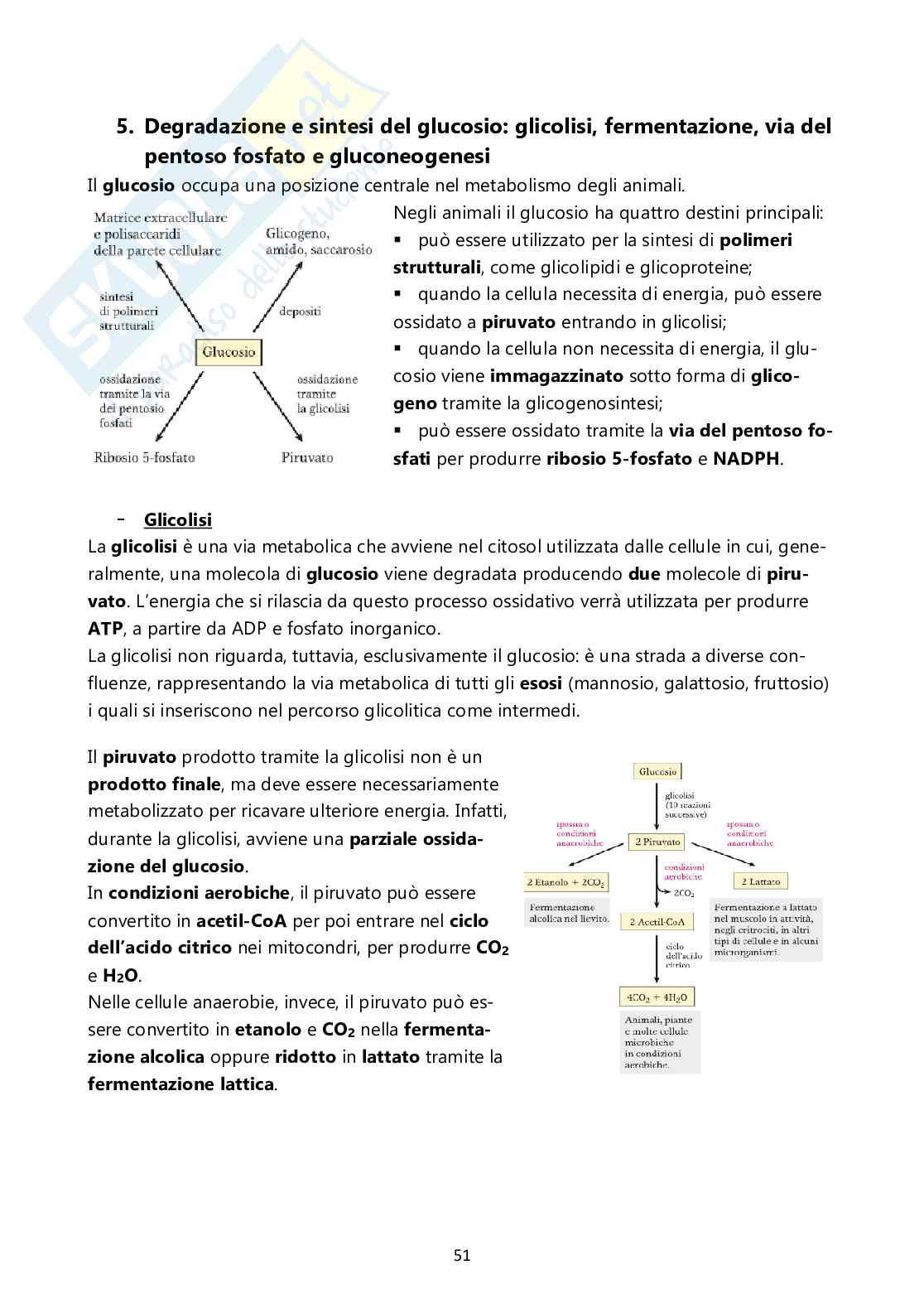 Biochimica generale e molecolare Pag. 51