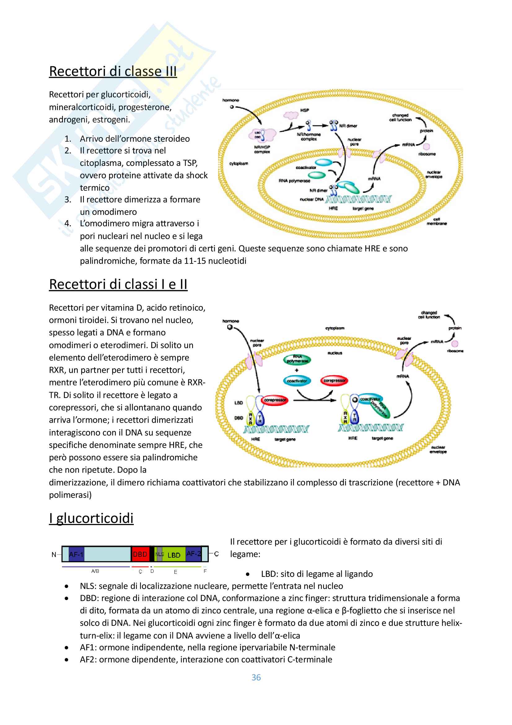 Appunti biologia cellulare Pag. 36