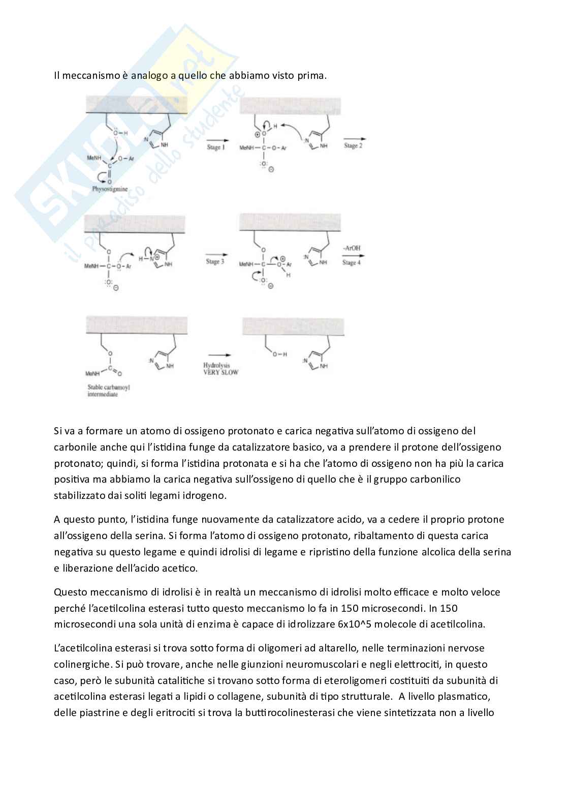 Apputi esame lezioni 12-22 su 33 di Chimica farmaceutica e tossicologica 2  Pag. 46
