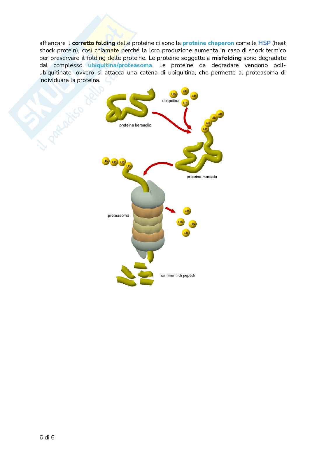 Riassunto esame Biologia, Prof. Frabetti Flavia, libro consigliato Manuale completo per il semestre filtro, Alessandro,Bucci, Fasano Pag. 6