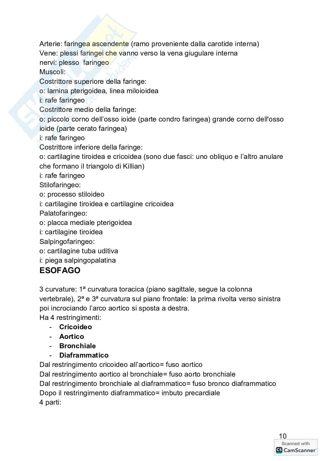 Anatomia  Pag. 11