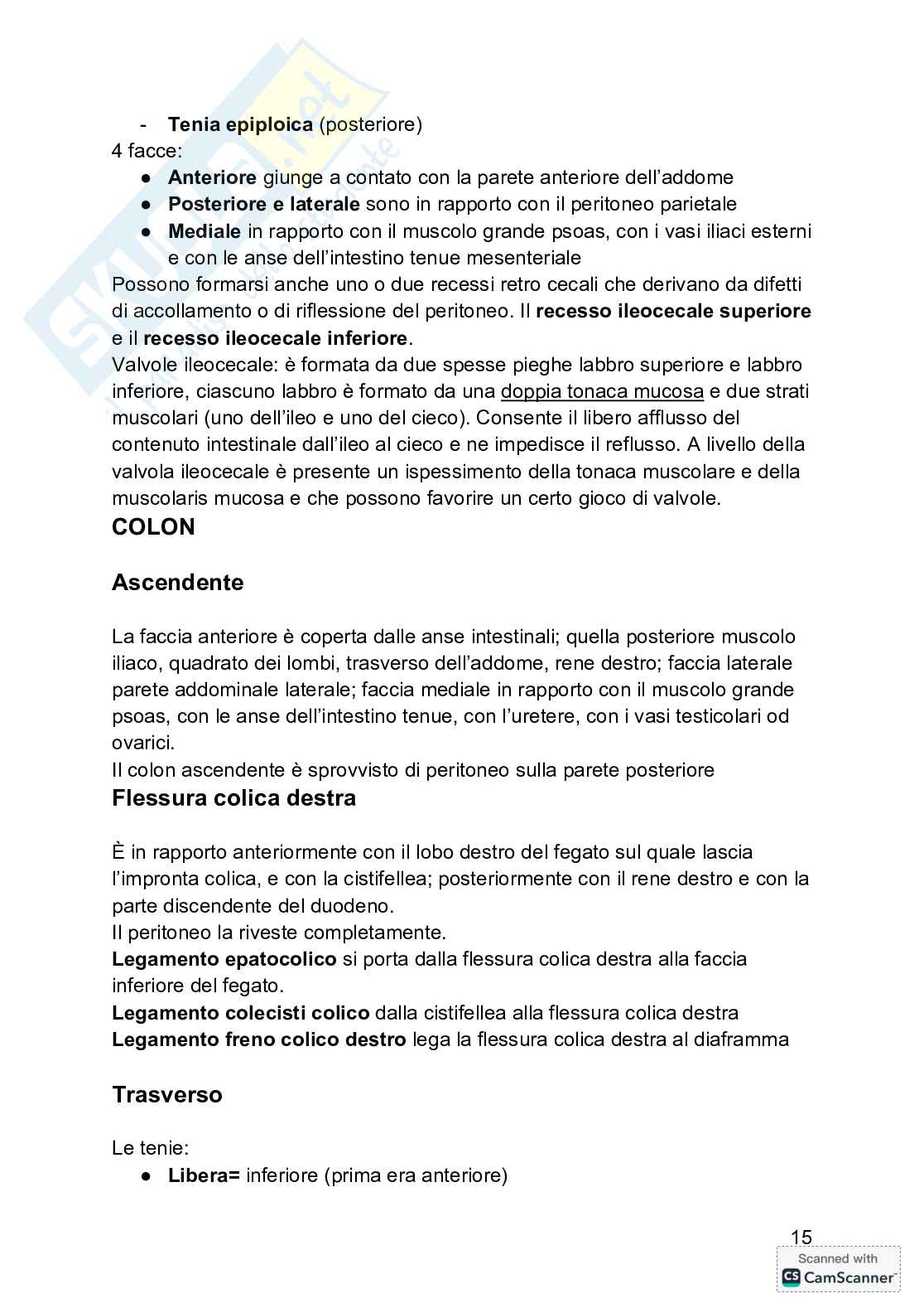 Anatomia  Pag. 16