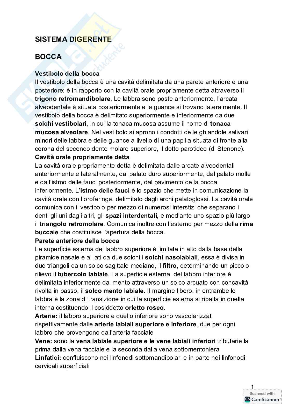 Anatomia  Pag. 2