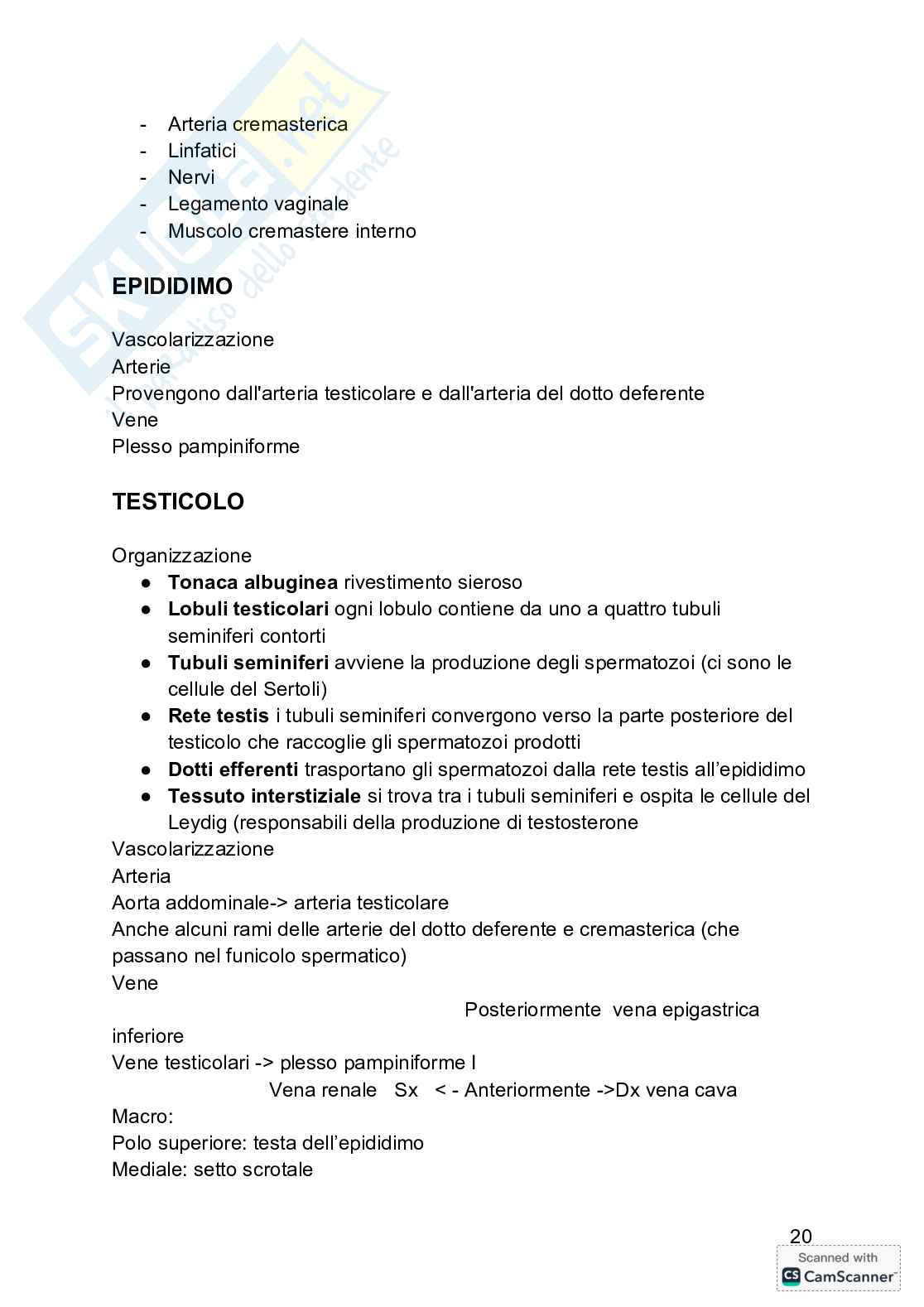Anatomia  Pag. 21