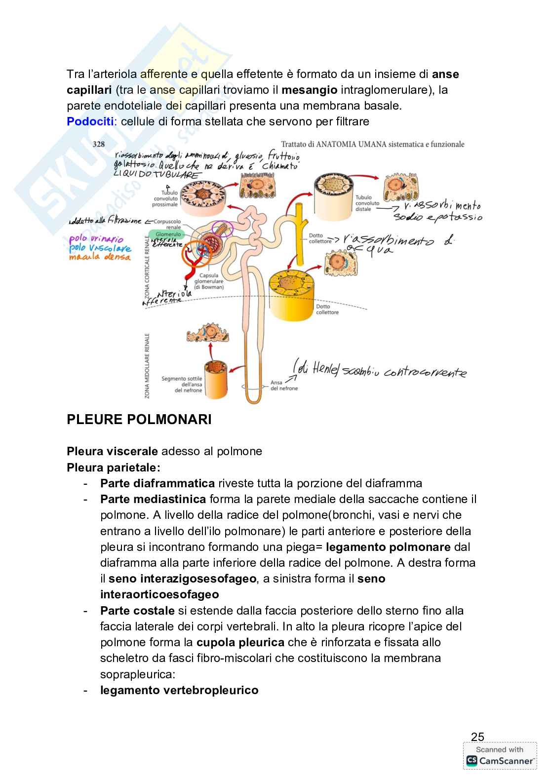 Anatomia  Pag. 26