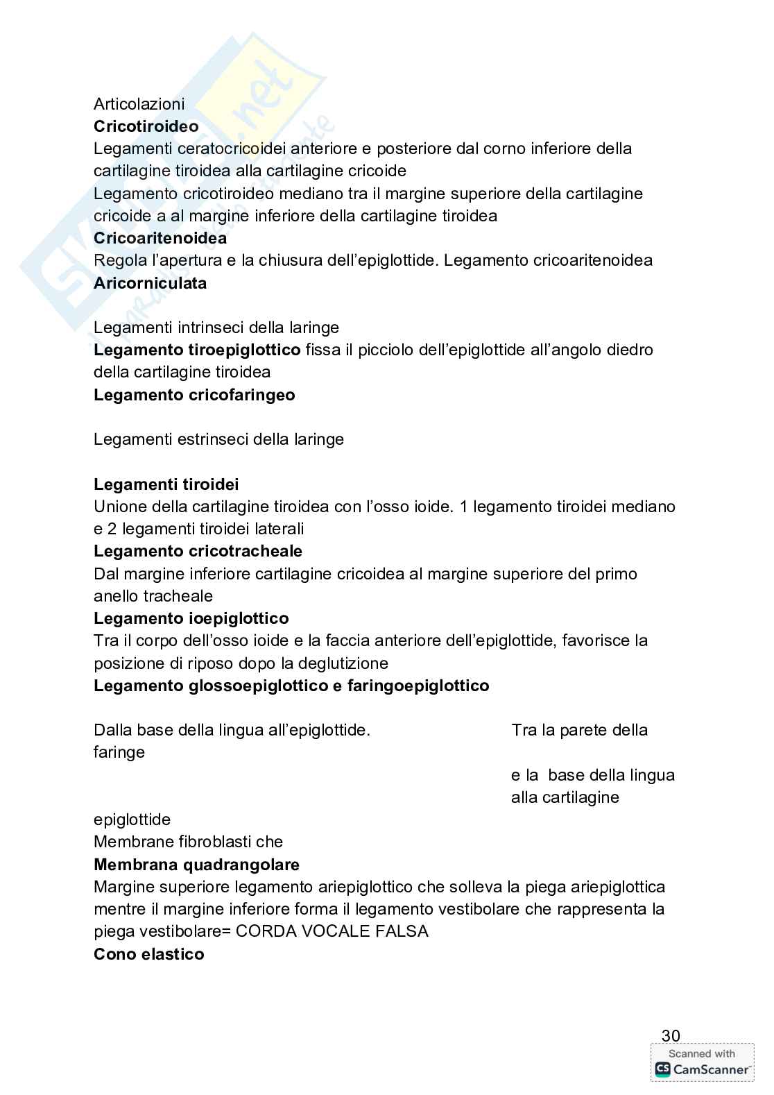 Anatomia  Pag. 31