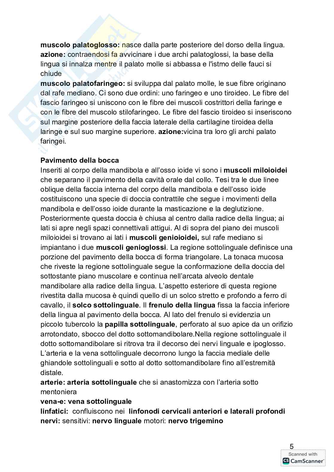 Anatomia  Pag. 6