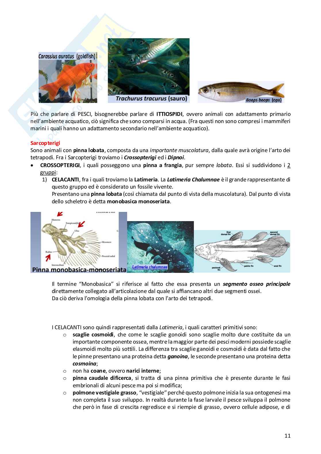 Anatomia comparata dei vertebrati Pag. 11
