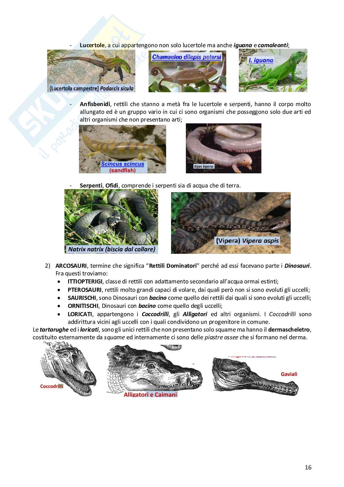 Anatomia comparata dei vertebrati Pag. 16