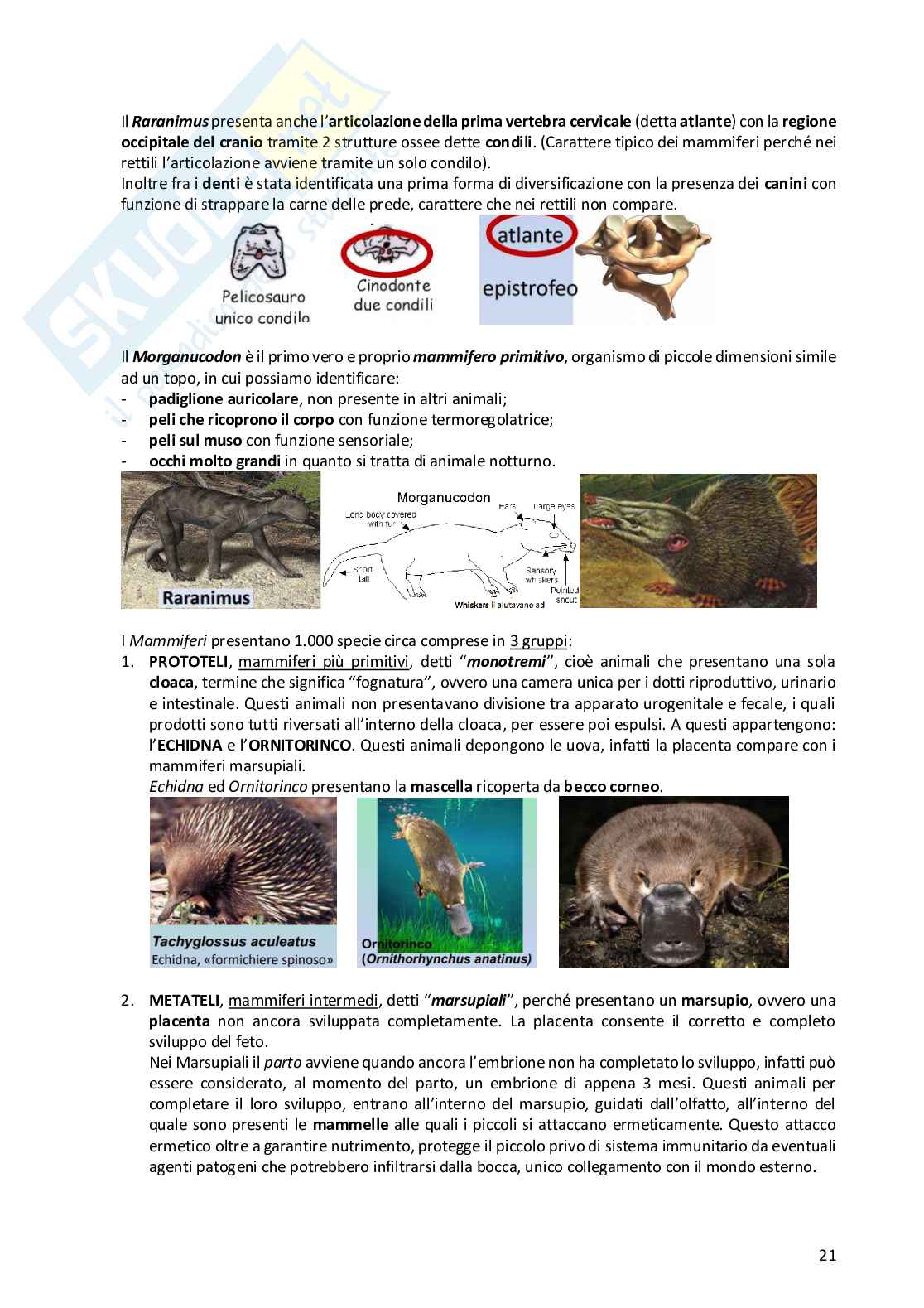 Anatomia comparata dei vertebrati Pag. 21