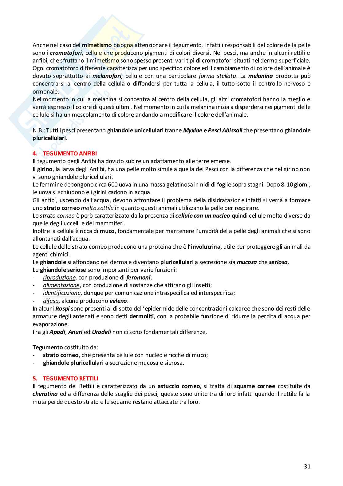 Anatomia comparata dei vertebrati Pag. 31