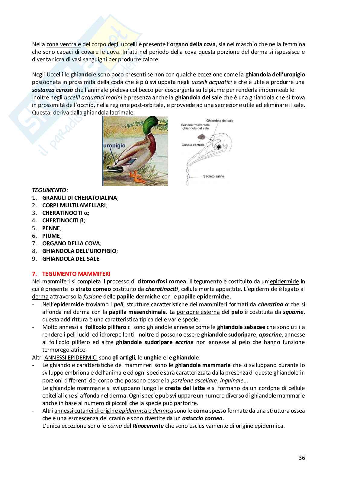 Anatomia comparata dei vertebrati Pag. 36
