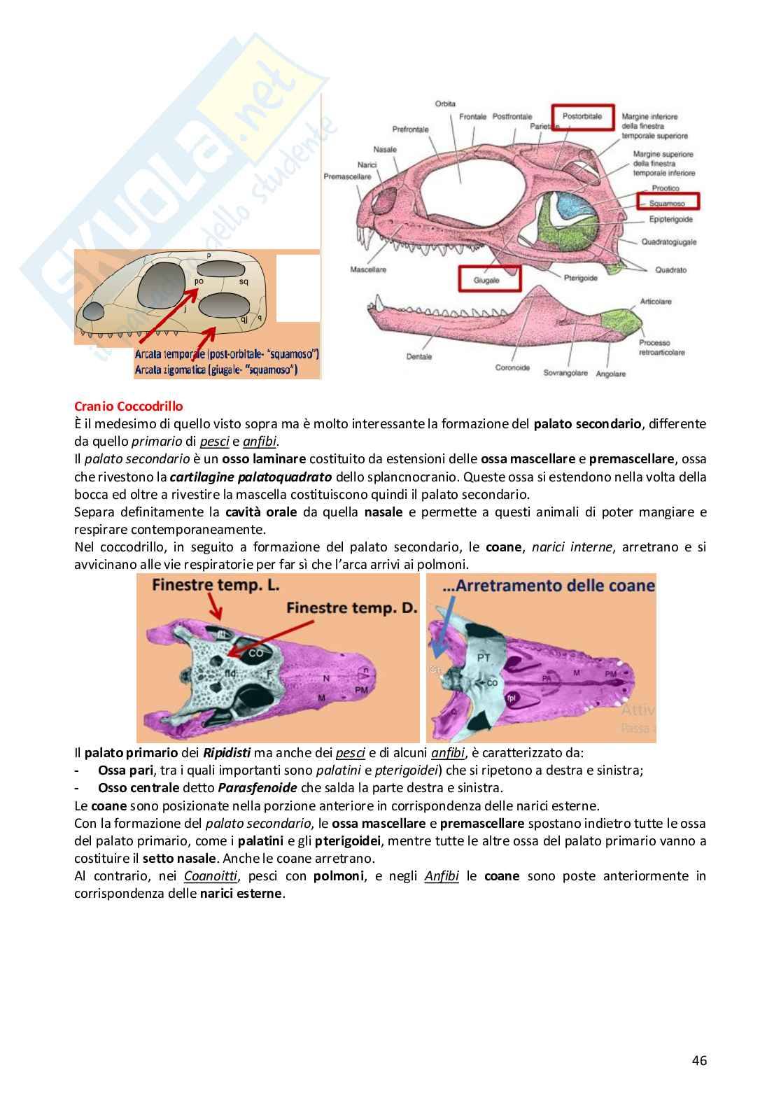 Anatomia comparata dei vertebrati Pag. 46