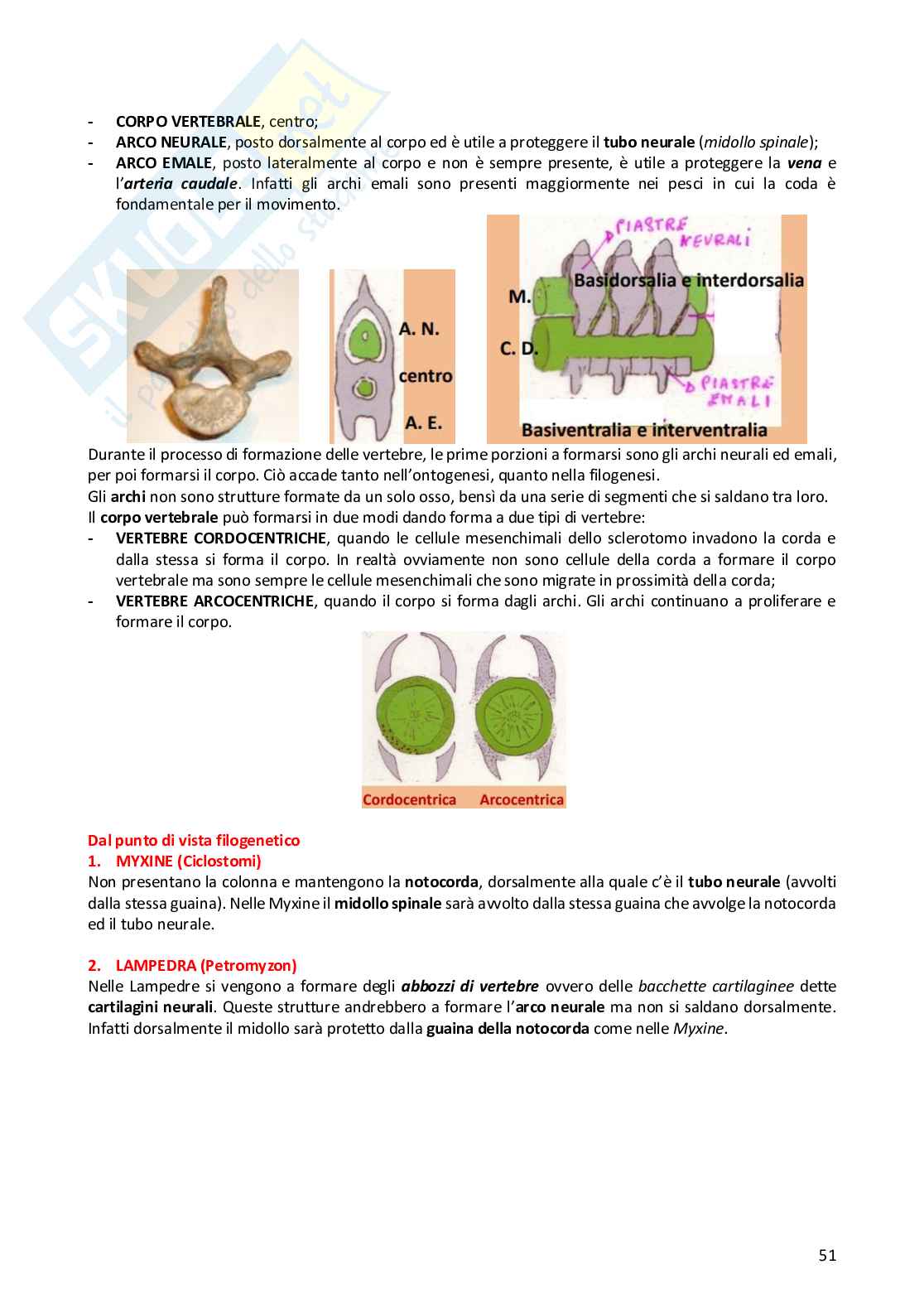 Anatomia comparata dei vertebrati Pag. 51