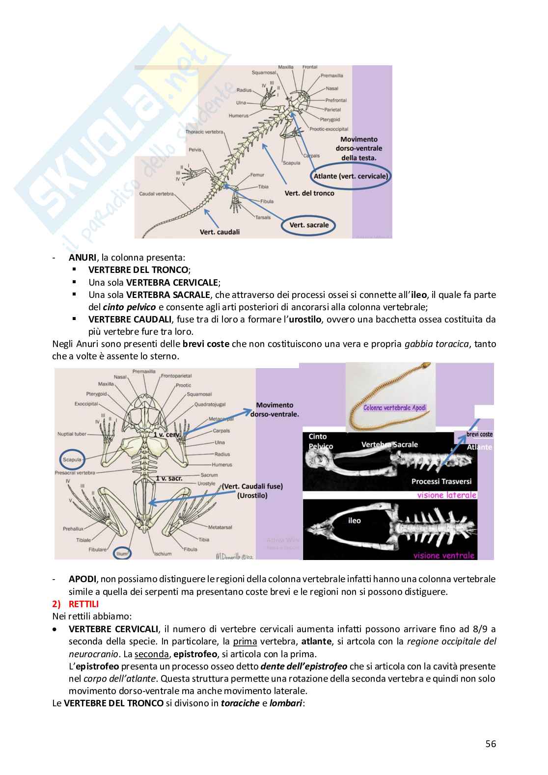 Anatomia comparata dei vertebrati Pag. 56